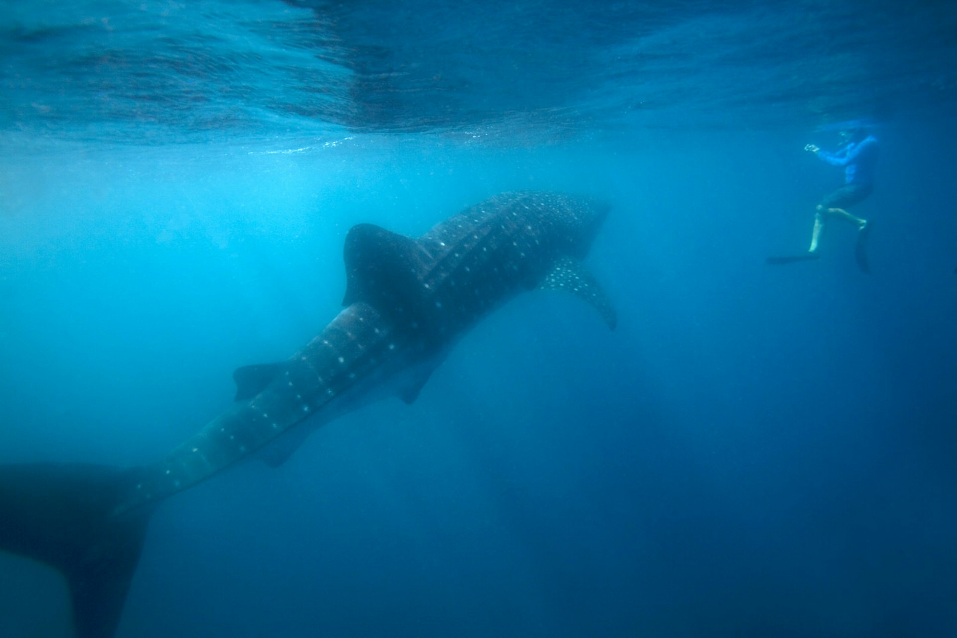 An underwater image of a snorkeller, in almost a vertical position, takng a picture of a whale shark passing about 4m away © James R.D. Scott / Getty Images