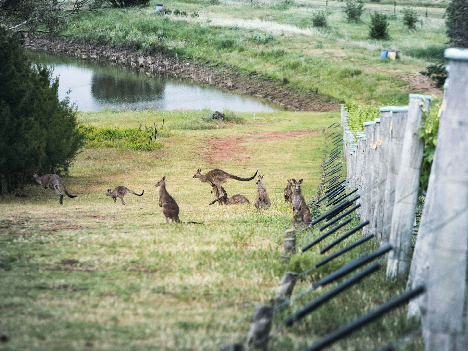 Kangaroos at Mount Majura Vineyard in Canberra © Courtesy of Mount Majura / Beth Jennings