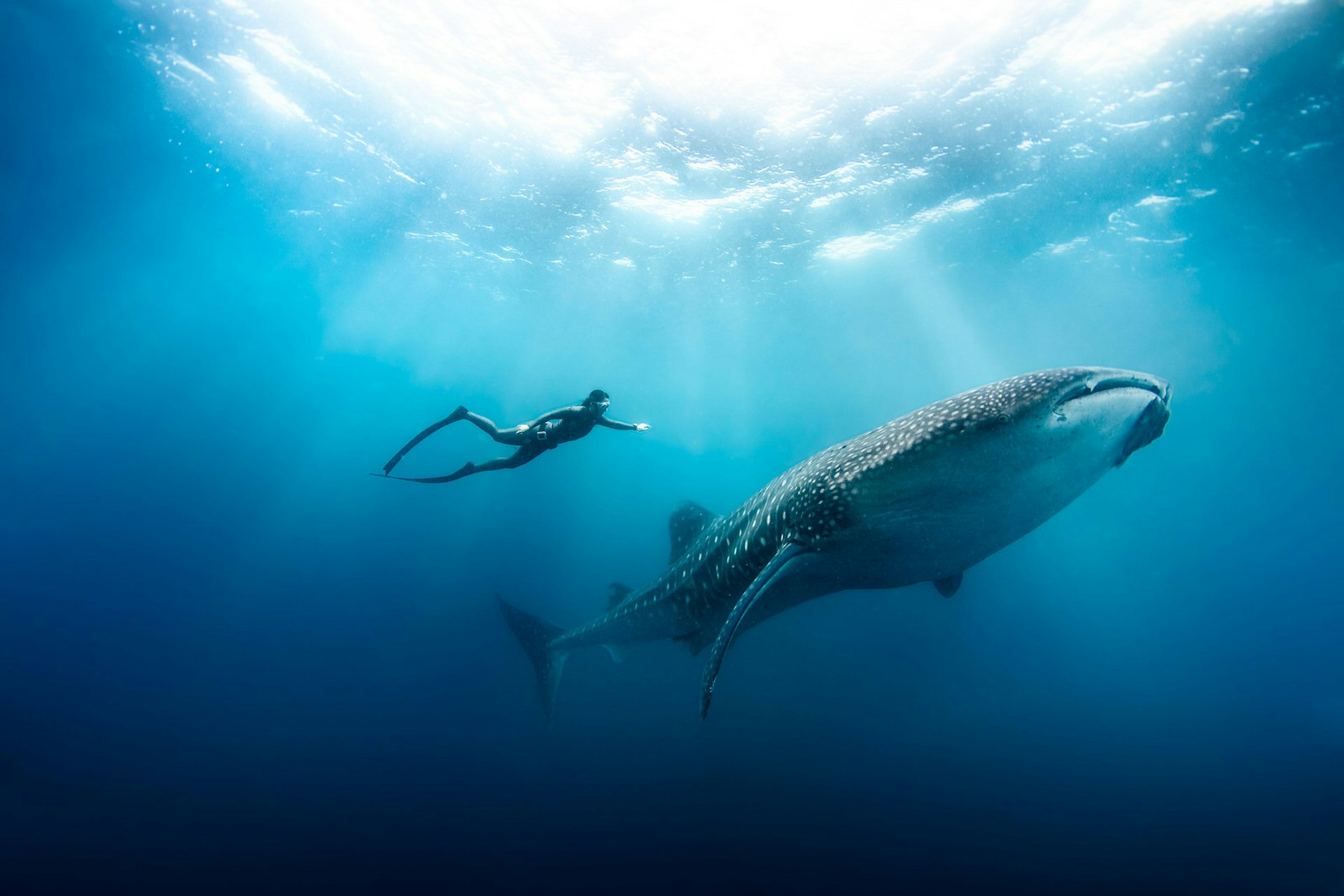 Hanli swims alongside a whale shark