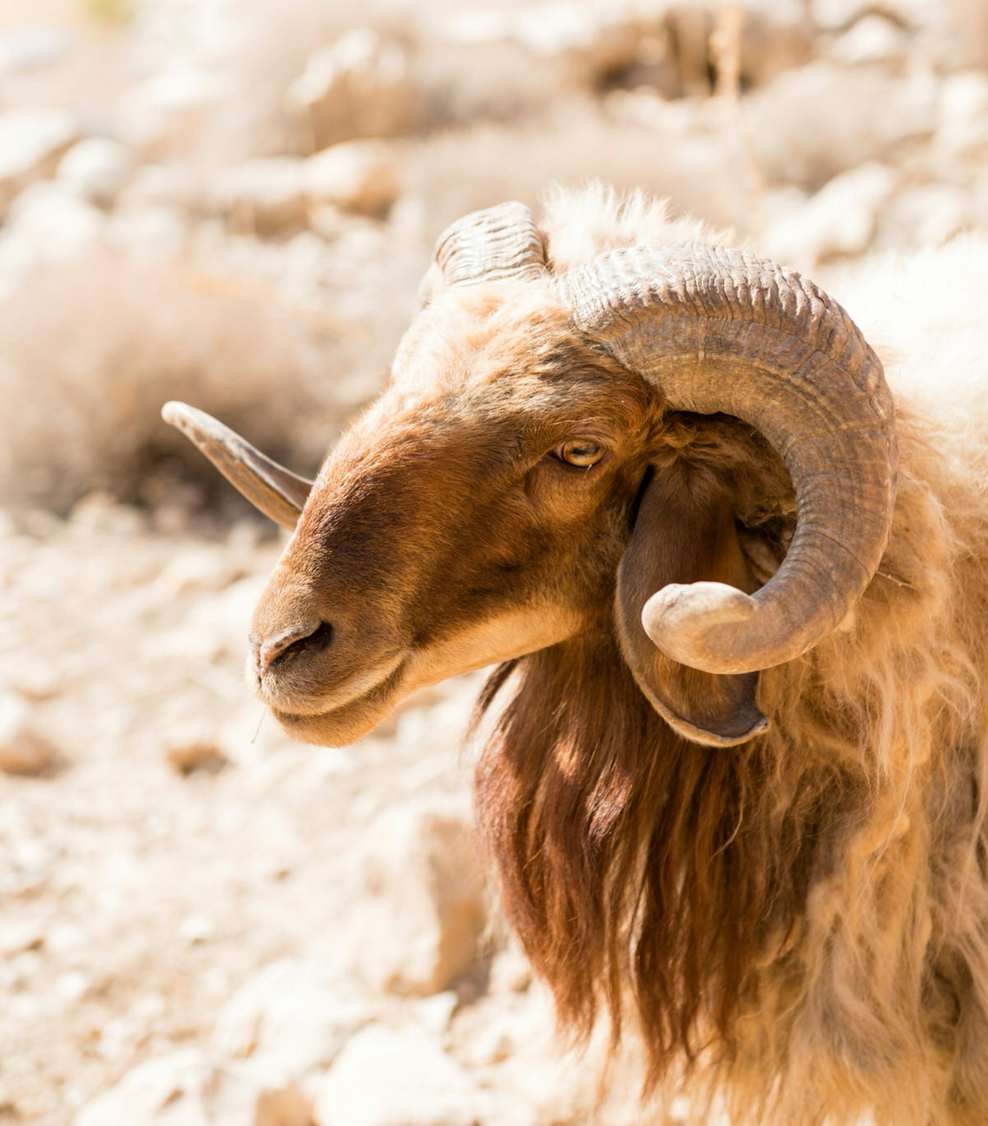 A beady-eyed awassi sheep in Wadi Dana