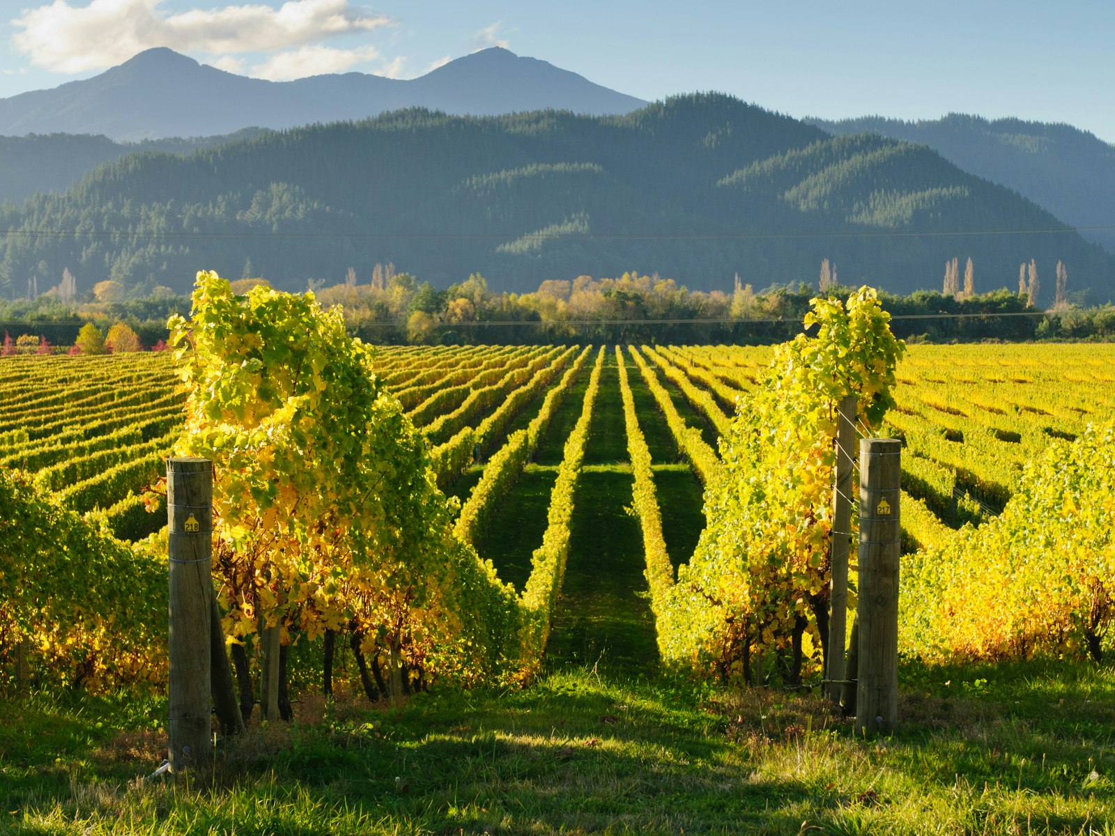 With 23,000 hectares of vineyards it's no wonder Marlborough is the ultimate icon in New Zealand winemaking © Jeffrey B. Banke / Shutterstock