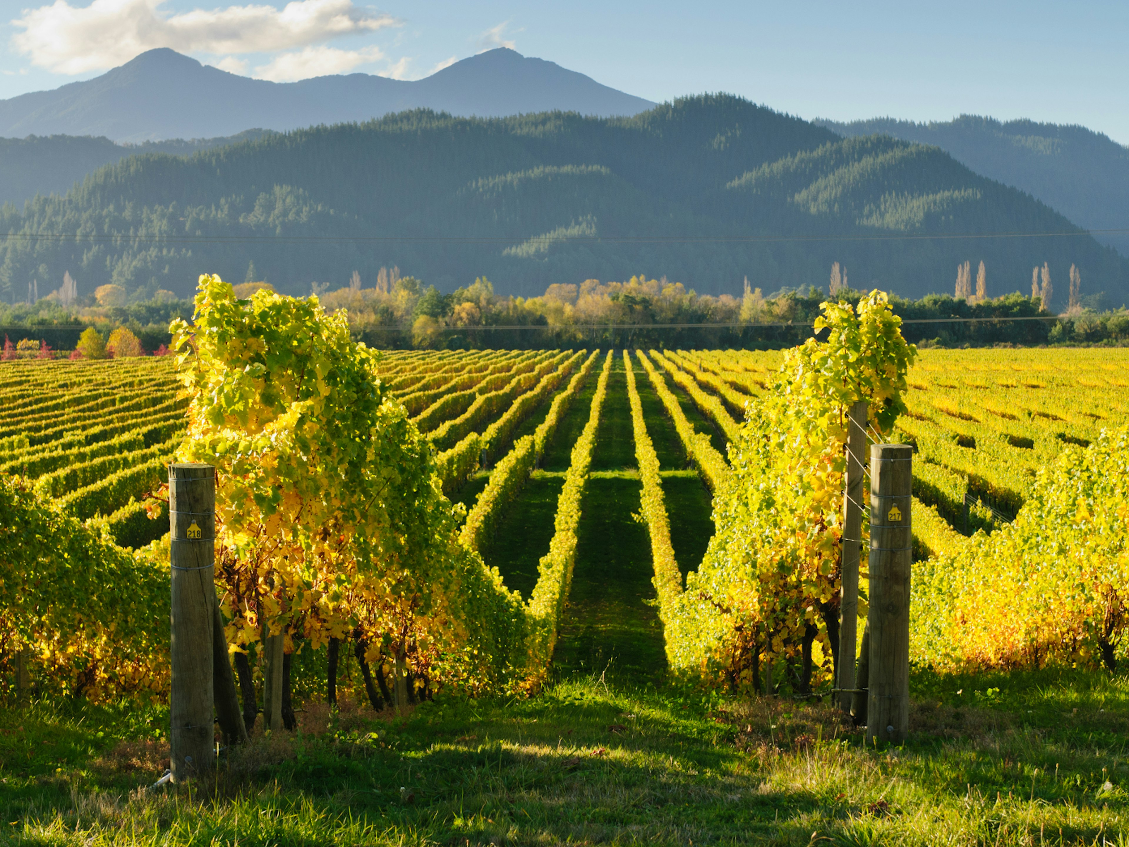 Ten of Australia and New Zealand's most intriguing wine regions ...