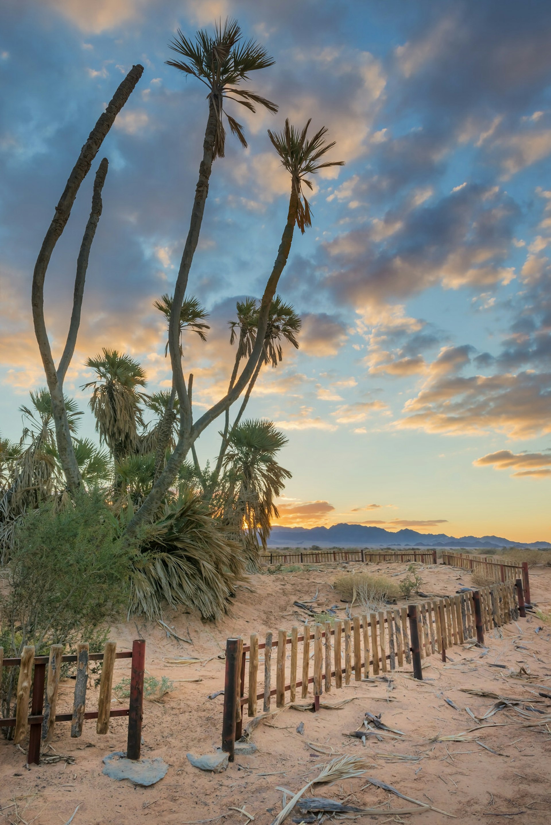 Doum palms (Hyphaene thebaica) near the border between Jordan and Israel