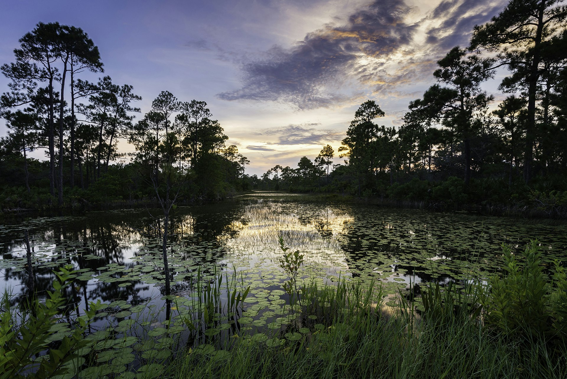 The sun sets over a swamp filled with water lillies and surrounded by sawgrass and scrubby pine trees in South Alabama