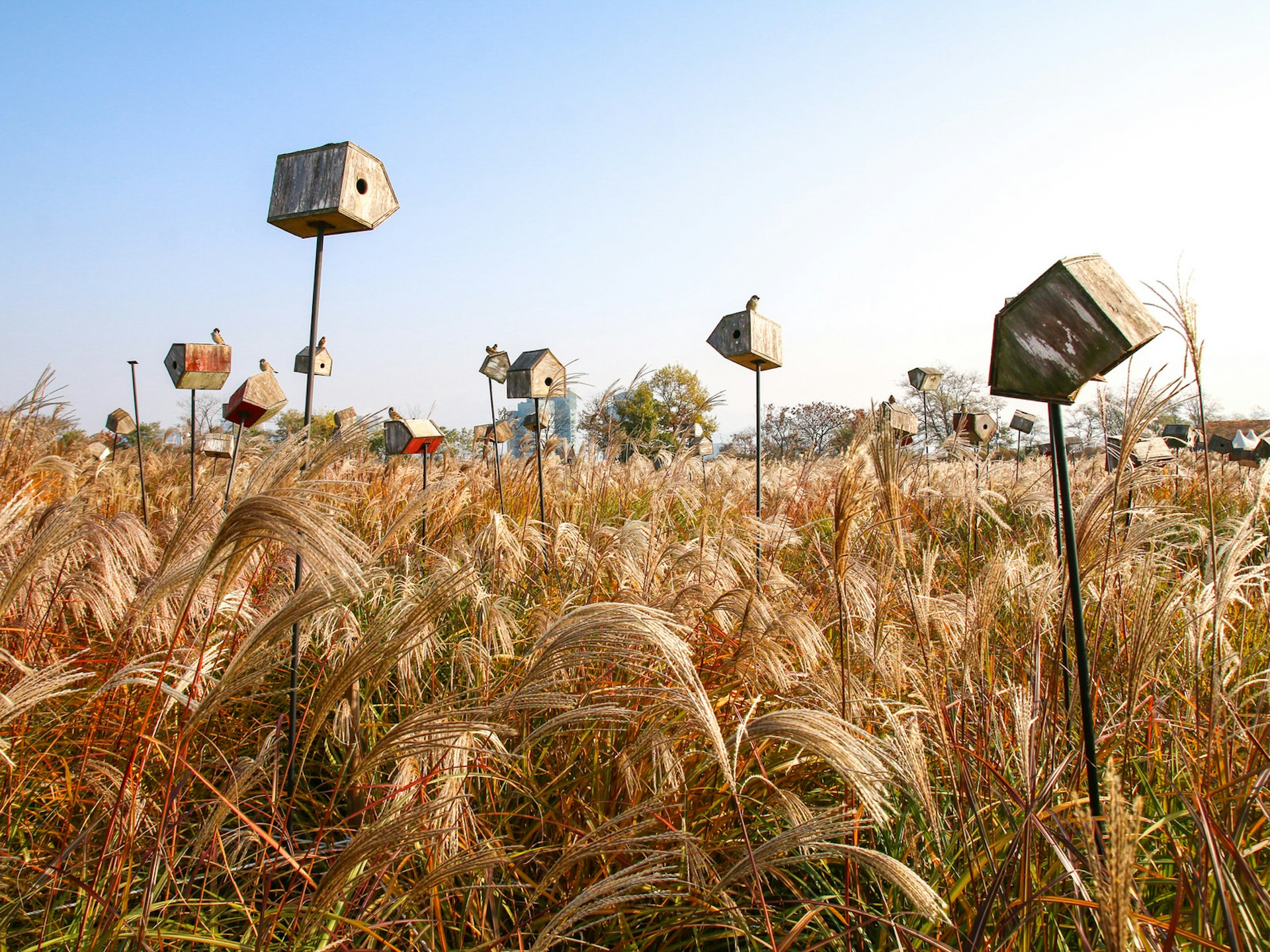 Birdhouses on sticks above tall silver grass against a blue sky