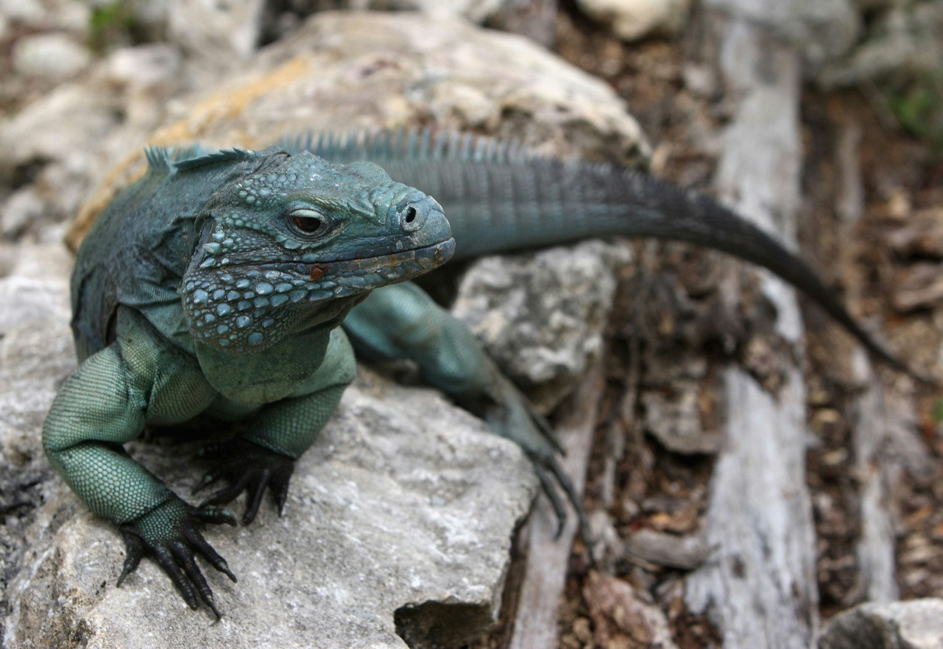 A Blue Iguana is one of the rarest species of the reptile in the world David Rogers / Getty 