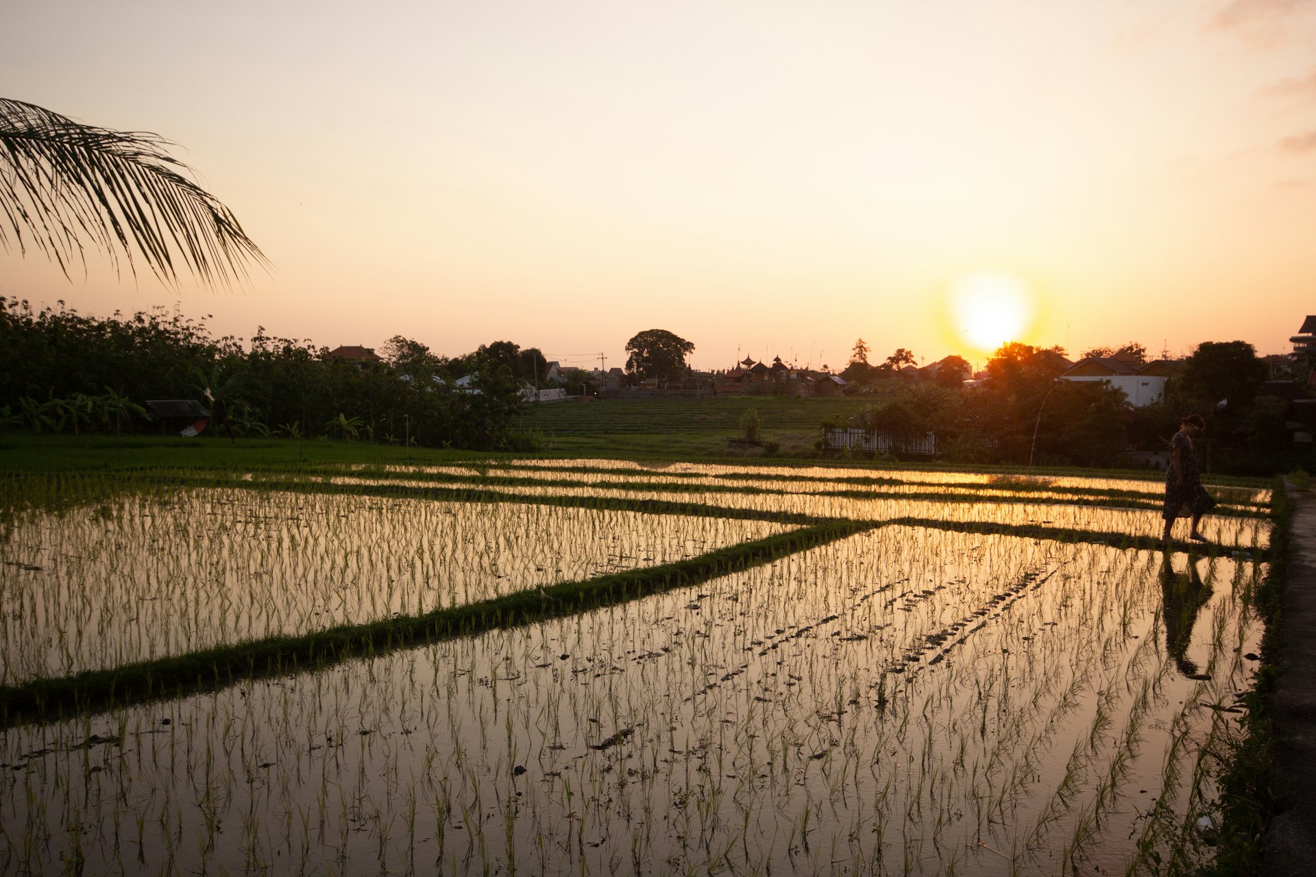 Rice field in Canggu as the sun sets