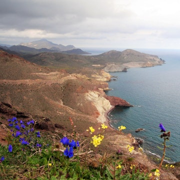 Early spring flowers on the stark Cabo de Gata coastline, seen from Torre Vigía Vela Blanca in the Parque Natural de Cabo de Gata-Níjar