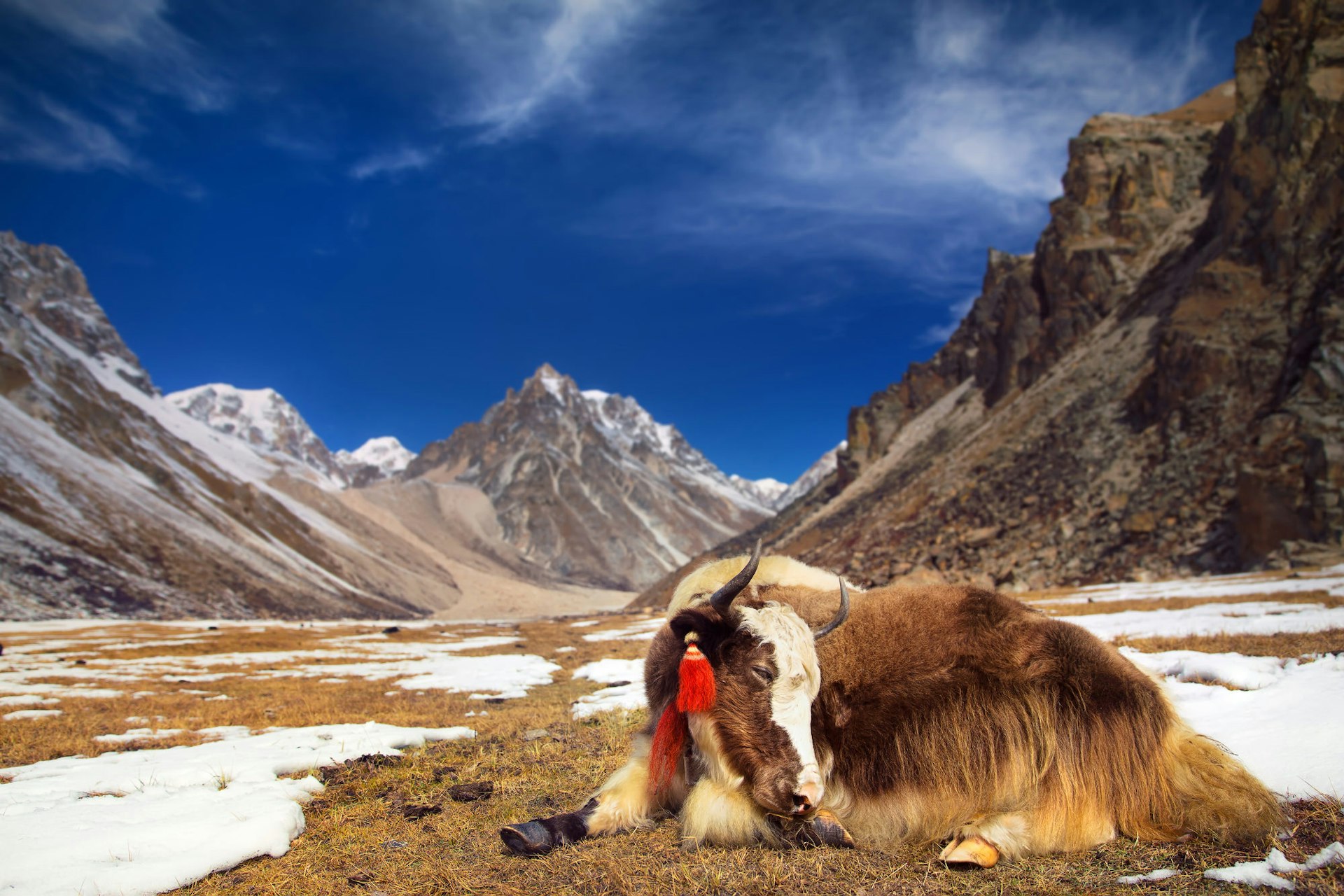 Yak resting in a remote mountain valley in Bhutan © jankovoy / Getty Images