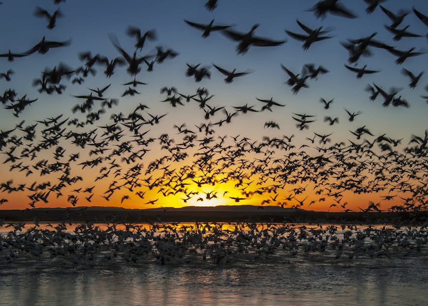 A flock of snow geese take flight in Bosque del Apache National Wildlife Refuge, New Mexico