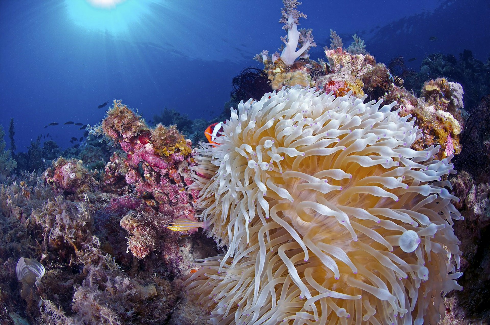 Coral reefs off the coast of Siquijor Island, Philippines, Clownfish cover themselves in a large sea anemone while sunlight filters through the water