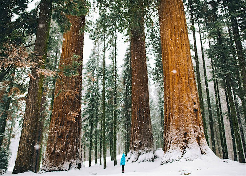 A woman standing amid giant trees in snow-covered forest, Sequoia National Park, California, USA