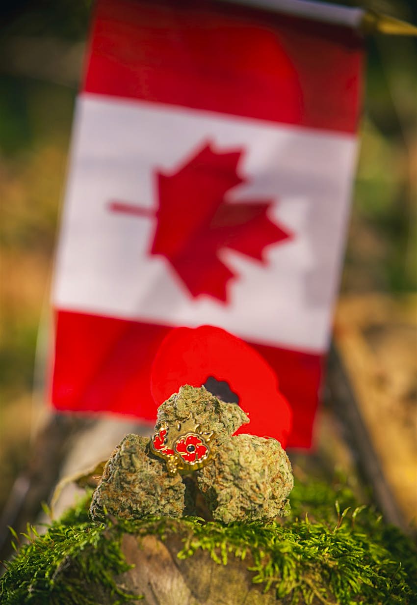 Features - Cannabis buds in front of a Canadian flag - medical marijuana concept Cannabis buds are arranged in front of a Canadian flag – cannabis is now legal in Canada