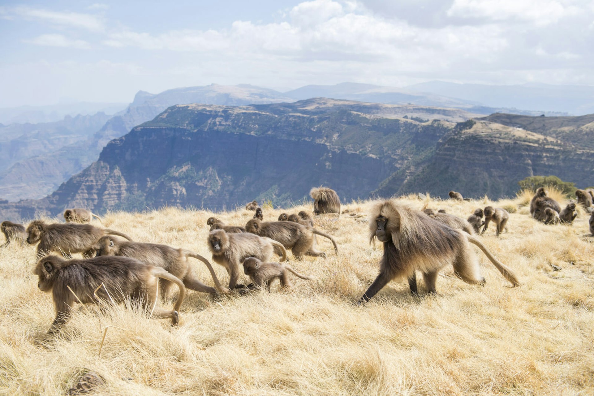 A troop of gelada monkeys, including several babies, walk along a high plateau in Ethiopia's Simien Mountain range. They're golden-brown in colour, with long hair.