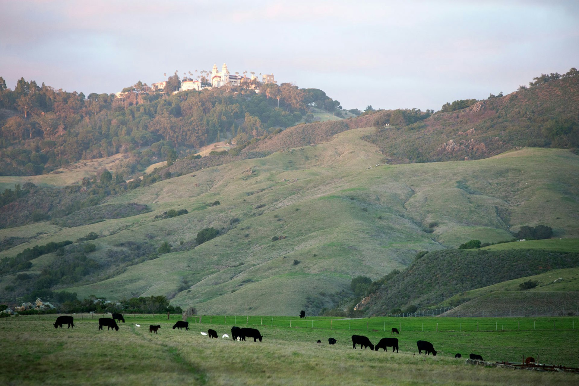 Hearst Castle sits on the top of a grassy hill where cows graze at the base