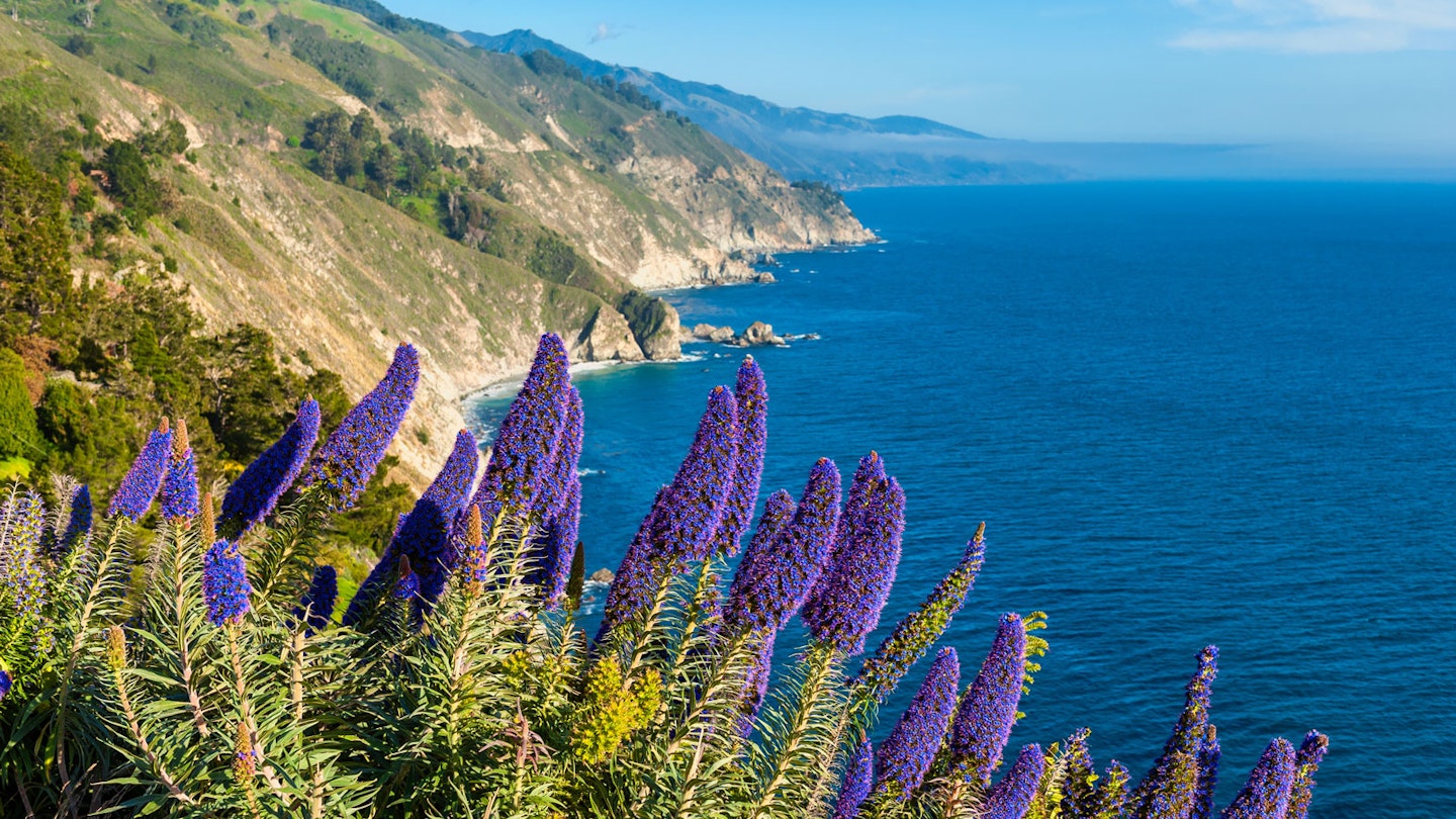 Blooming purple flowers sway in the breeze backed by a steep cliff coastline