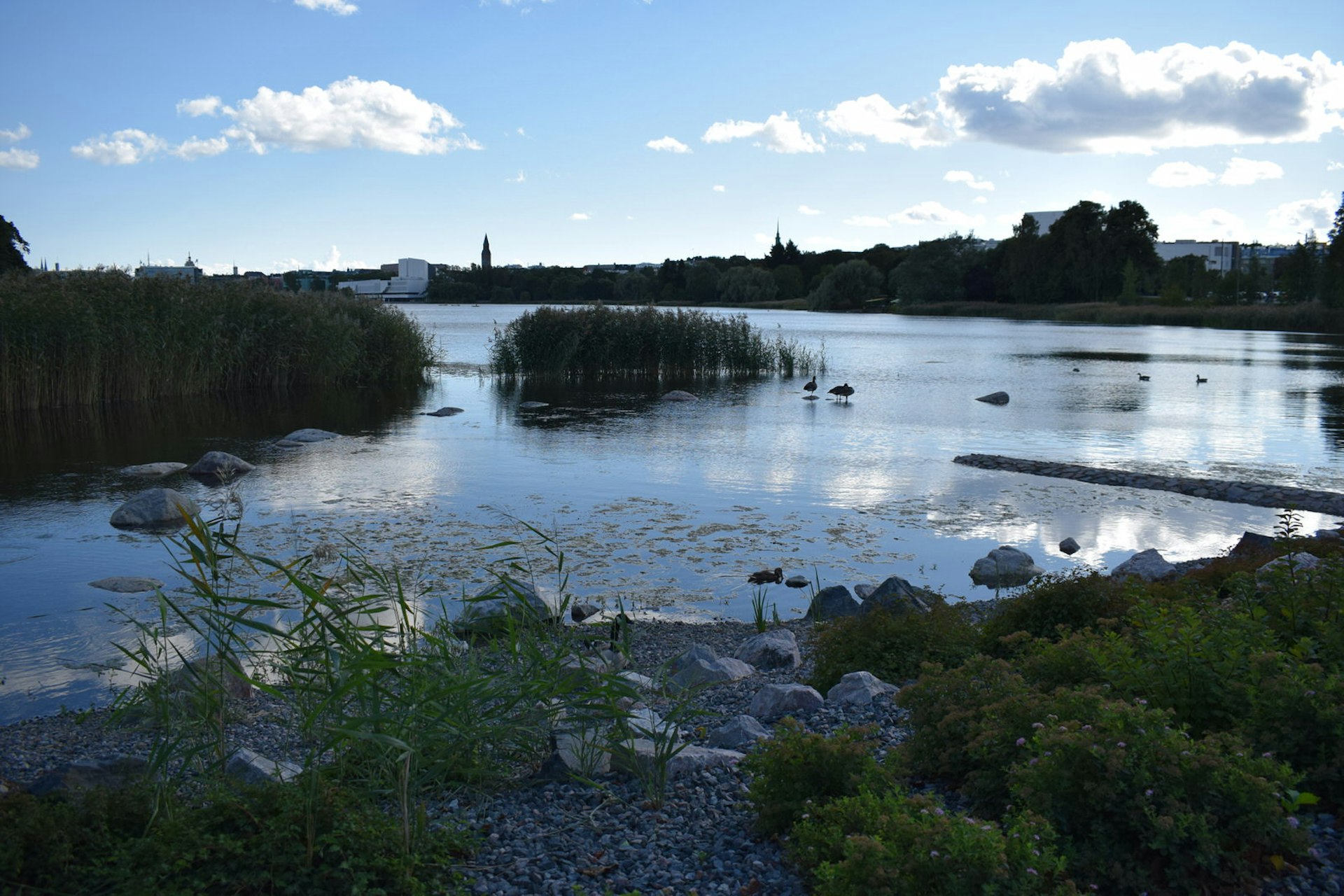 A scenic view of waterbirds wading amidst the reeds in Helsinki's Töölö Bay © Violetta Teetor / Lonely Planet