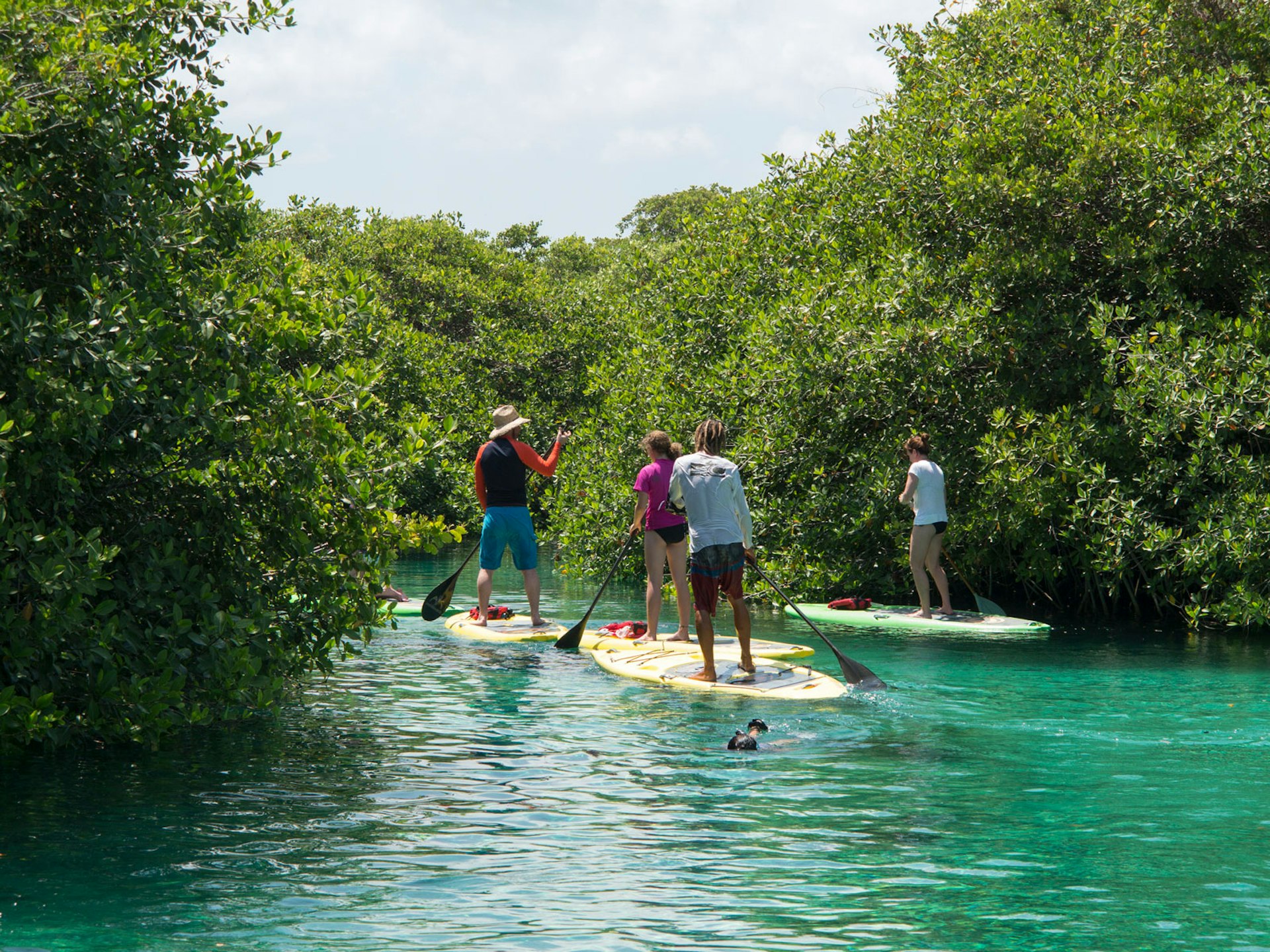 Four people paddle board through mangroves