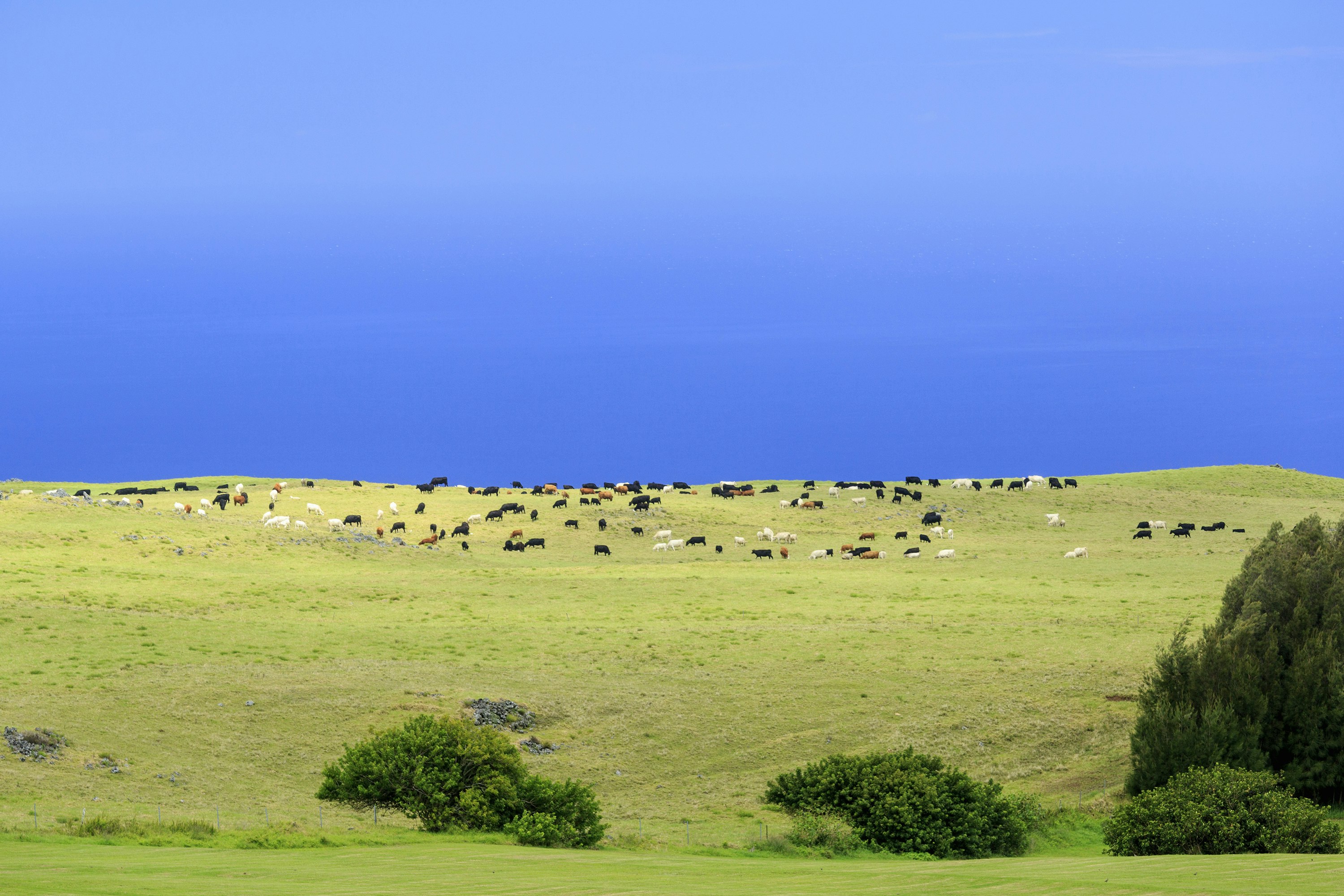 Features - Mixed breed beef cattle graze in North Kohala, HI