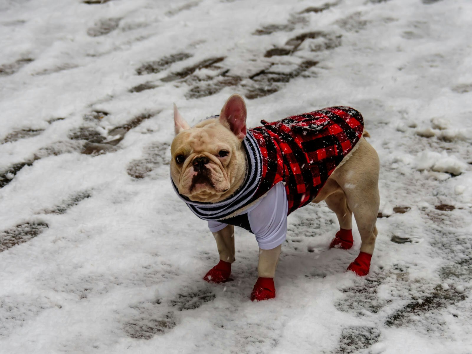 A white French bulldog wearing a red and black plaid dog jacket and a set of four red socks, standing in the snow