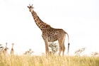 A large standing against a white-sky backdrop, with two distant giraffe walking away. © Maria Swärd / Getty Images