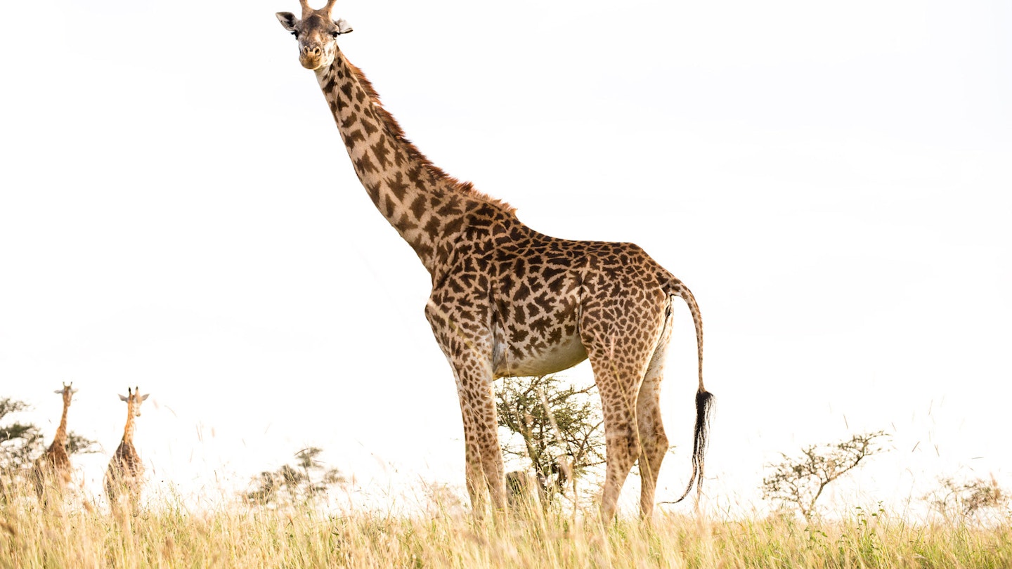 A large standing against a white-sky backdrop, with two distant giraffe walking away. © Maria Swärd / Getty Images