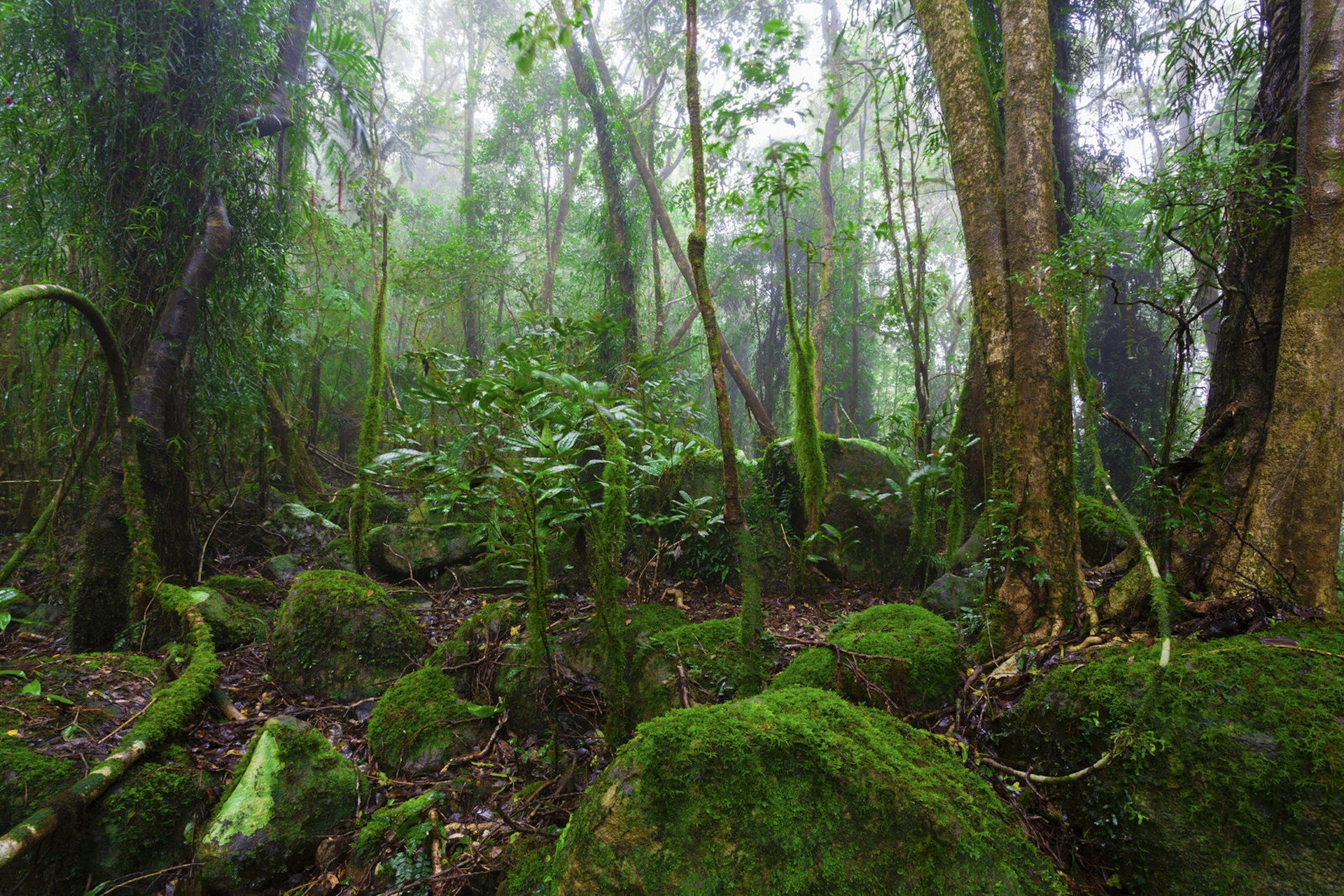 A misty rainforest in Australia.