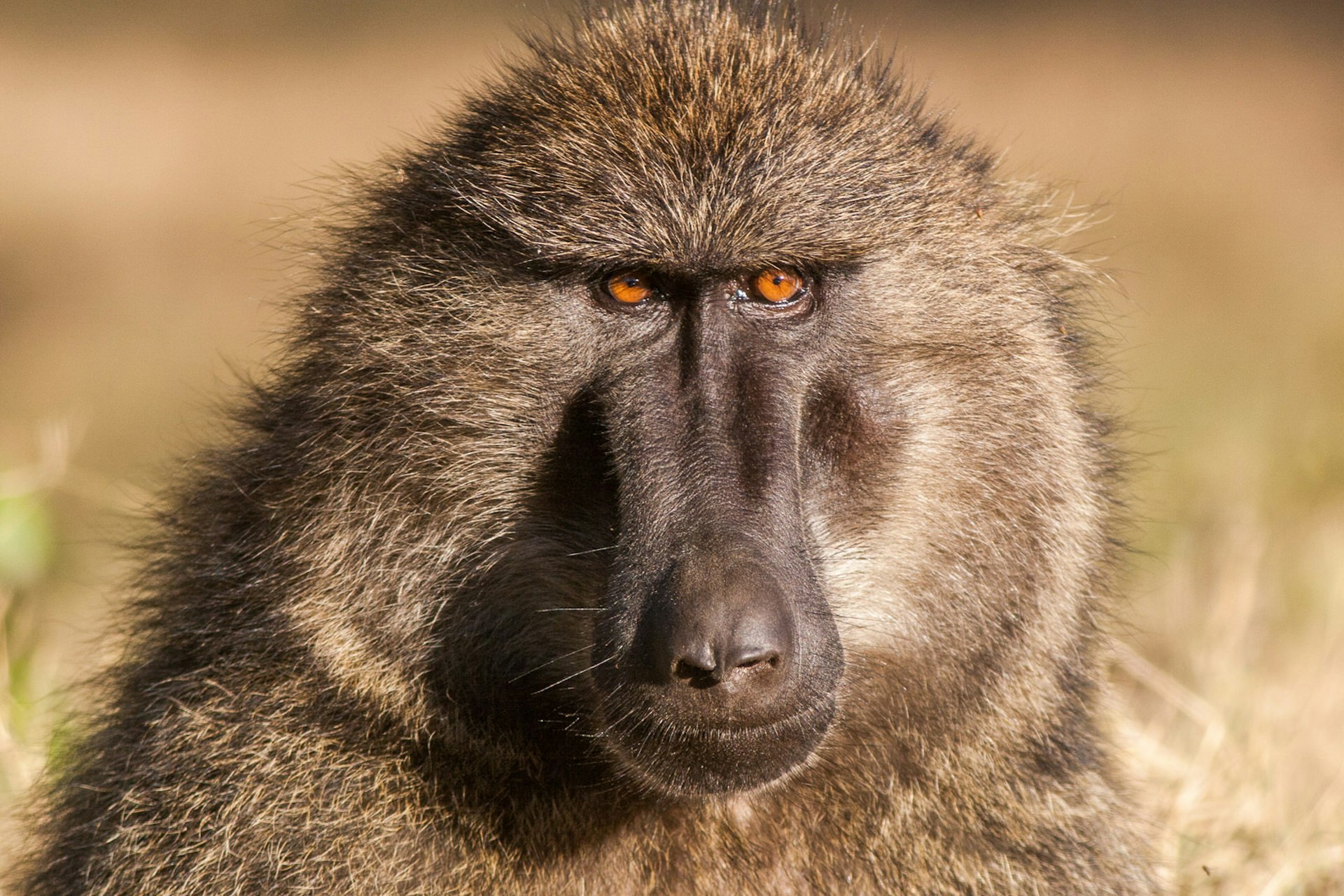 A profile of a baboon with piercing orange eyes.