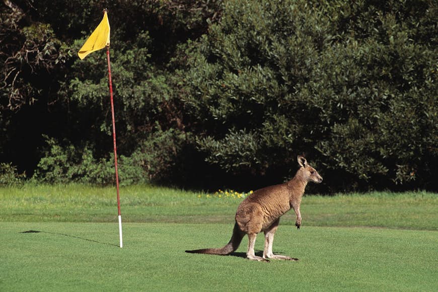 Kangaroo på Anglesea golfbana Great Ocean Road Victoria Australien