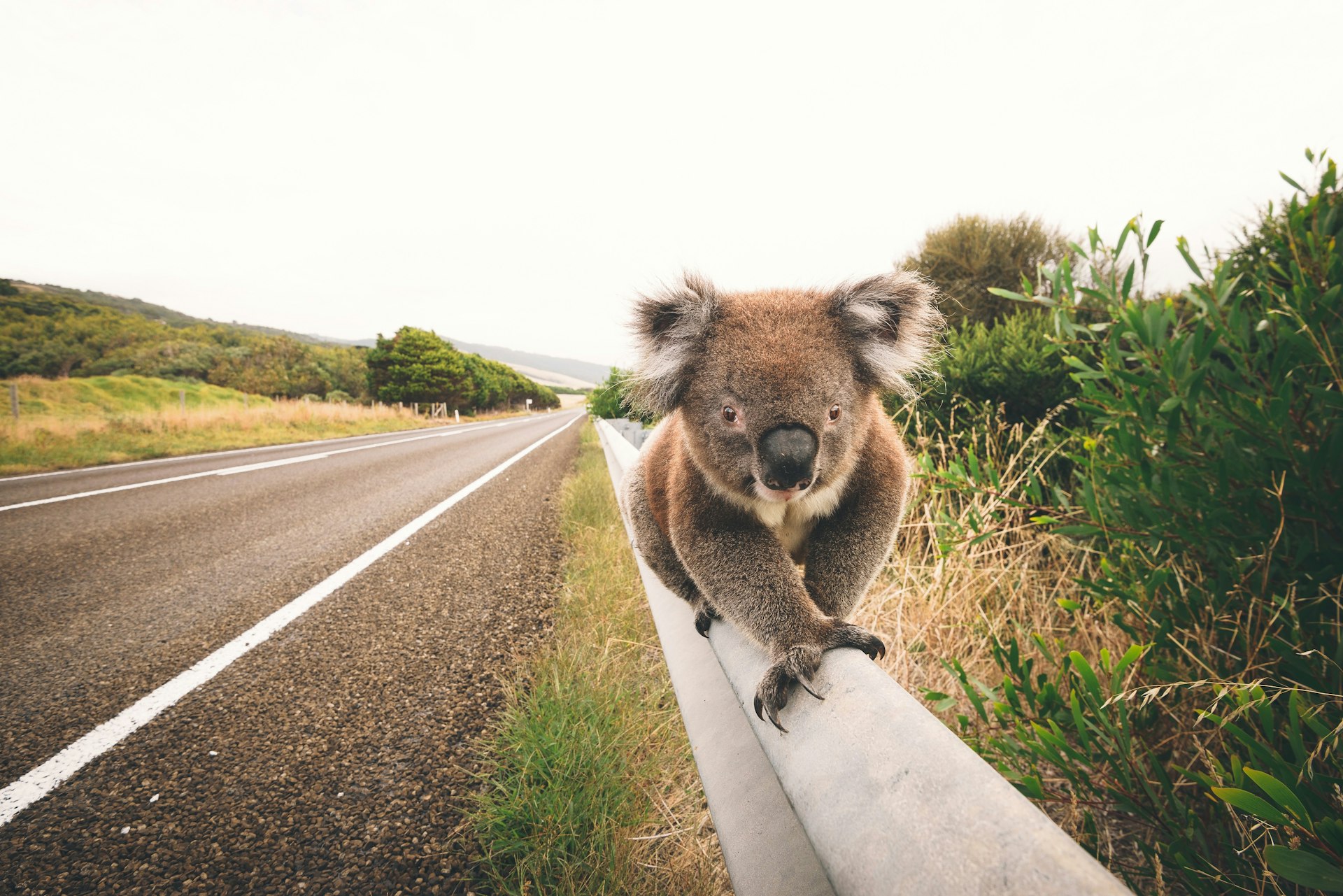 a koala walks along a guard rail alongside the Great Ocean Road in Australia on a cloudy day