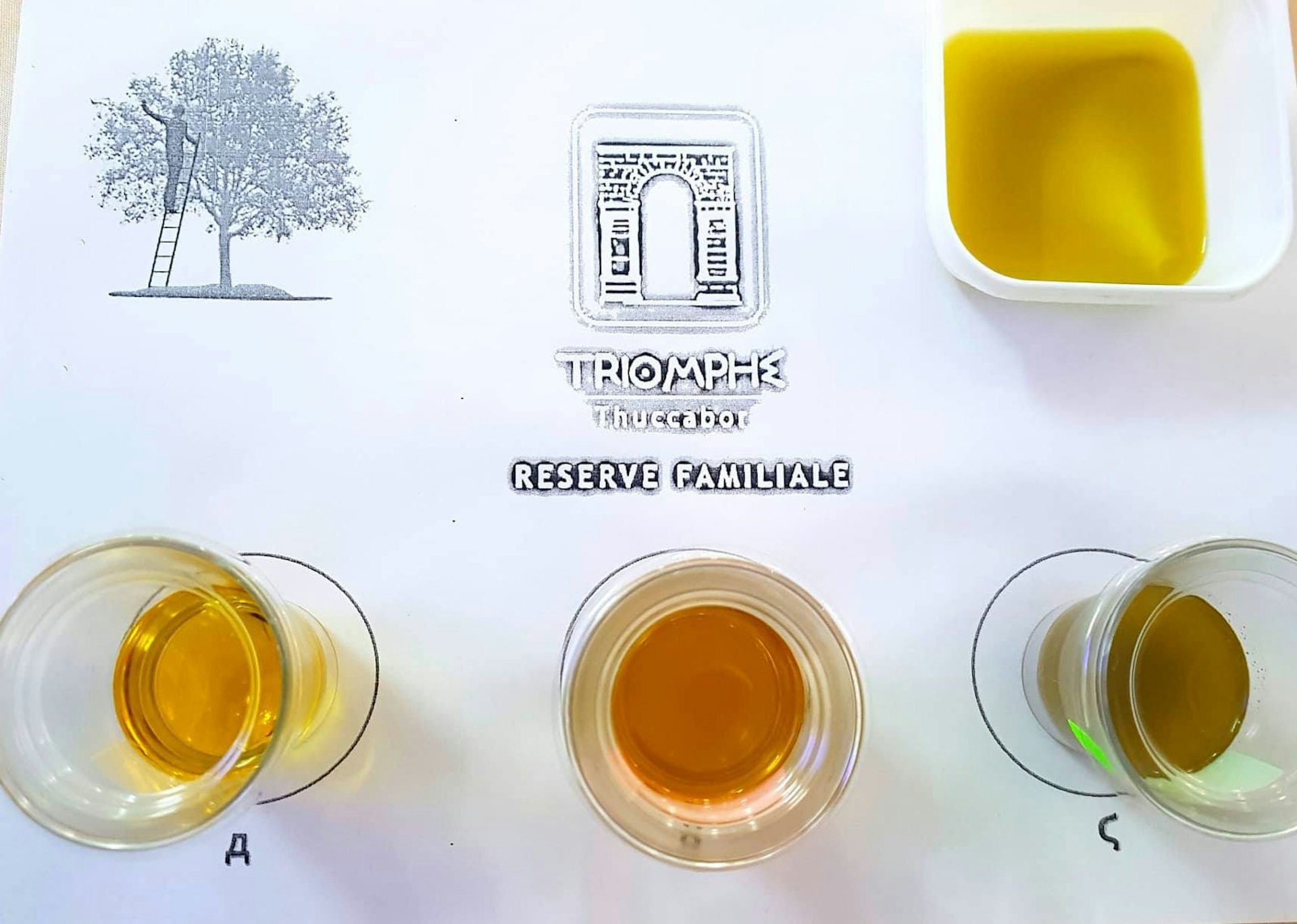 Samples of olive oil in glasses and dishes at Réserve Familiale Ben Ismail, northern Tunisia