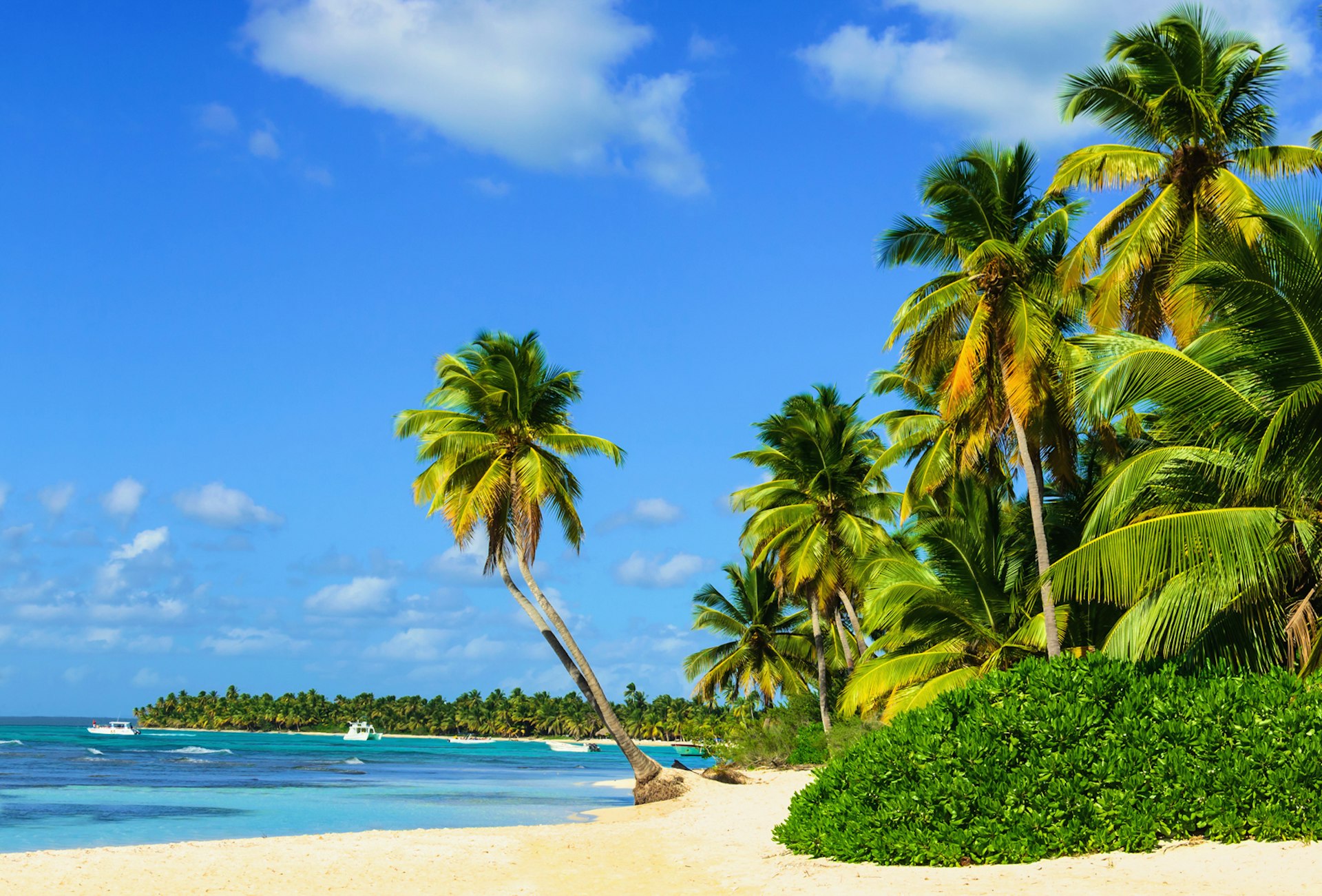 Palm trees and gold sand next to an azure cove