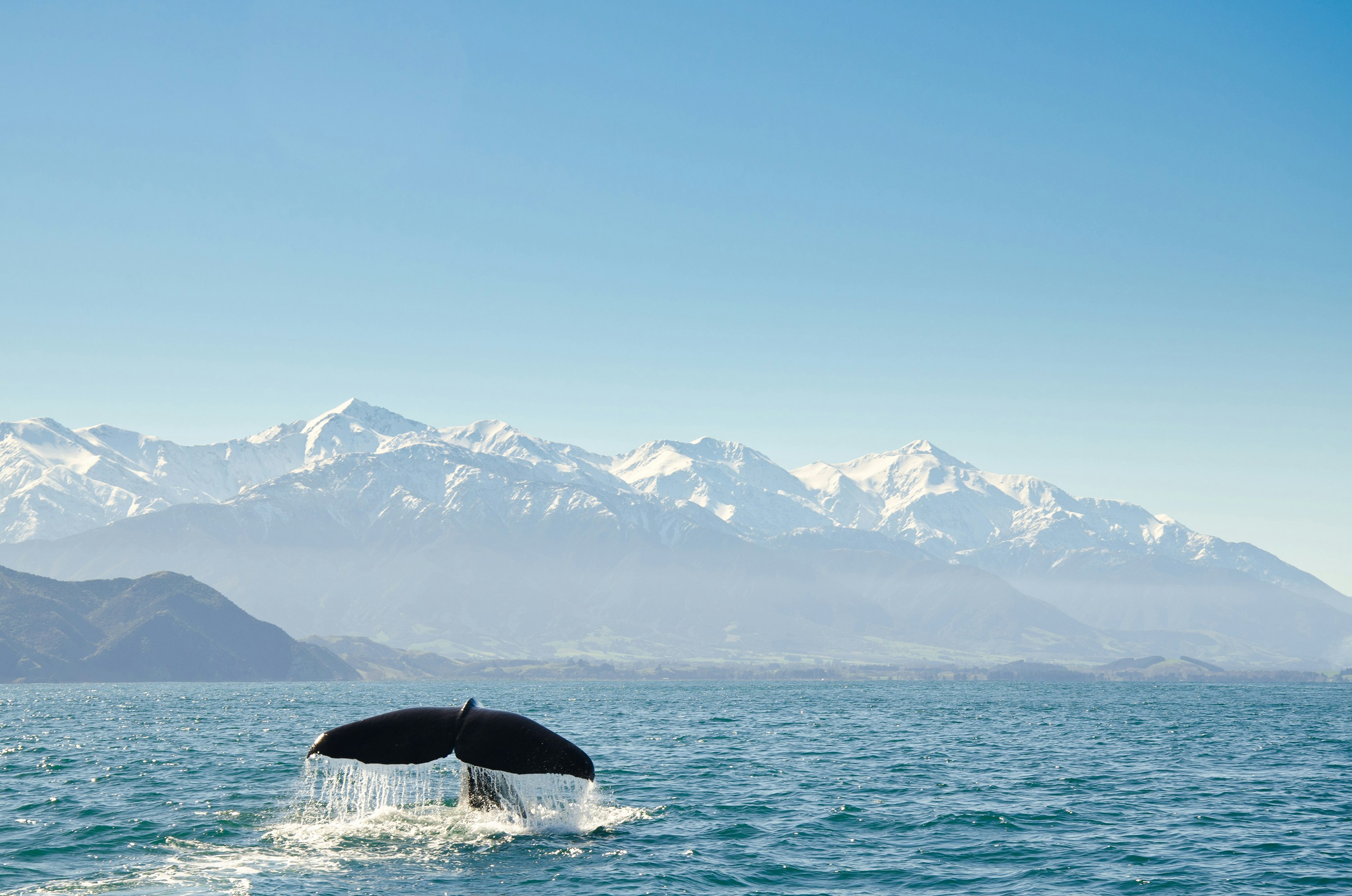 Features - New Zealand, Canterbury, Kaikoura, View of whales tail fin
