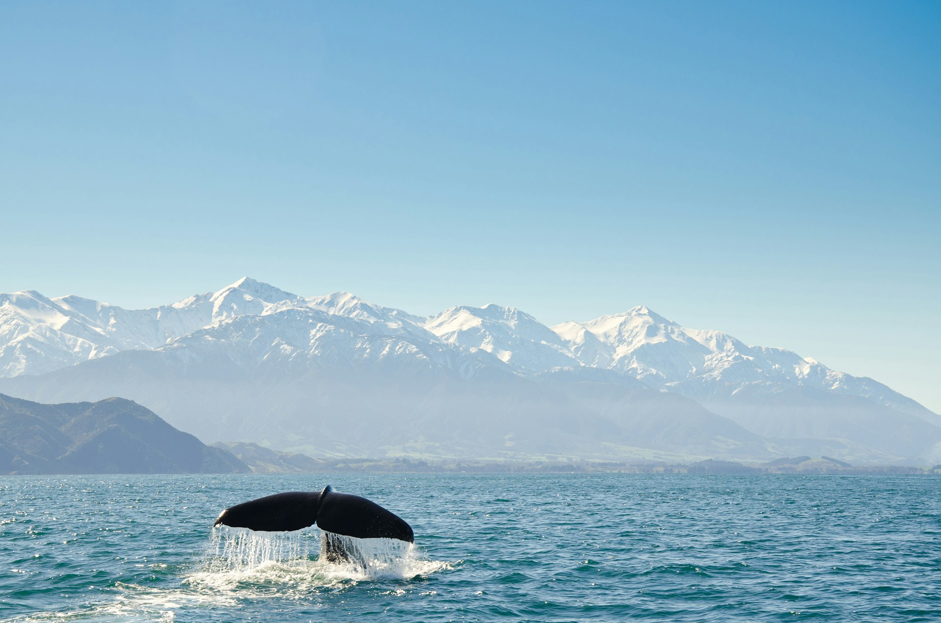 Features - New Zealand, Canterbury, Kaikoura, View of whales tail fin