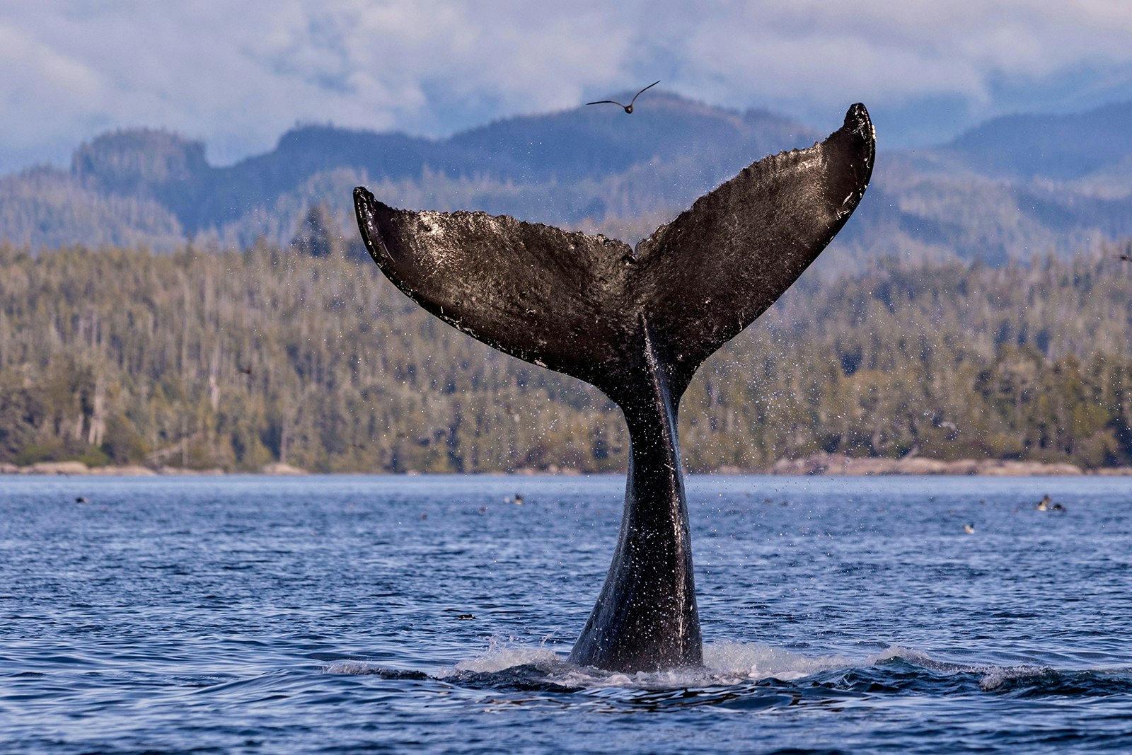 A humpback whale breaching off the coast of Vancouver Island