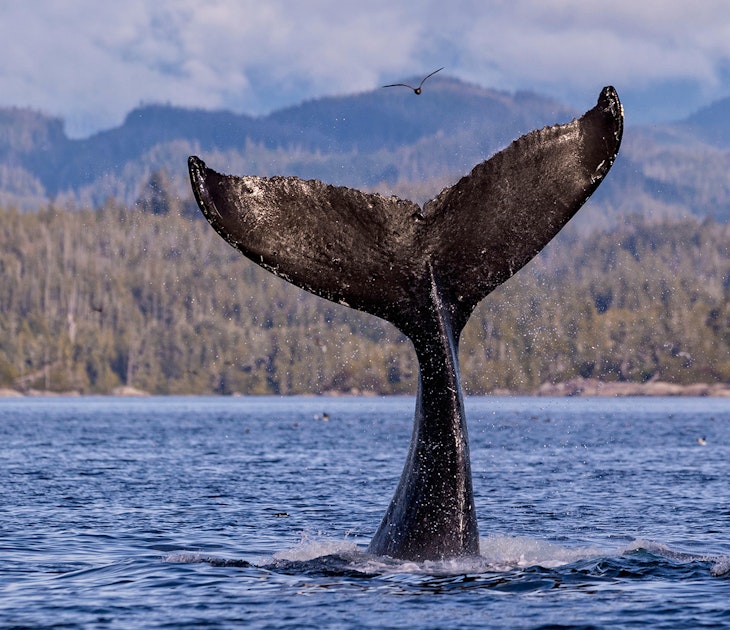 Features - Humpback whale (Megaptera novaengliae) fluke splashing in front of the British Columbia Coastal Mountains in Queen Charlotte Strait off Vancouver Island, British Columbia, Canada.