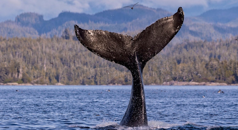 Features - Humpback whale (Megaptera novaengliae) fluke splashing in front of the British Columbia Coastal Mountains in Queen Charlotte Strait off Vancouver Island, British Columbia, Canada.