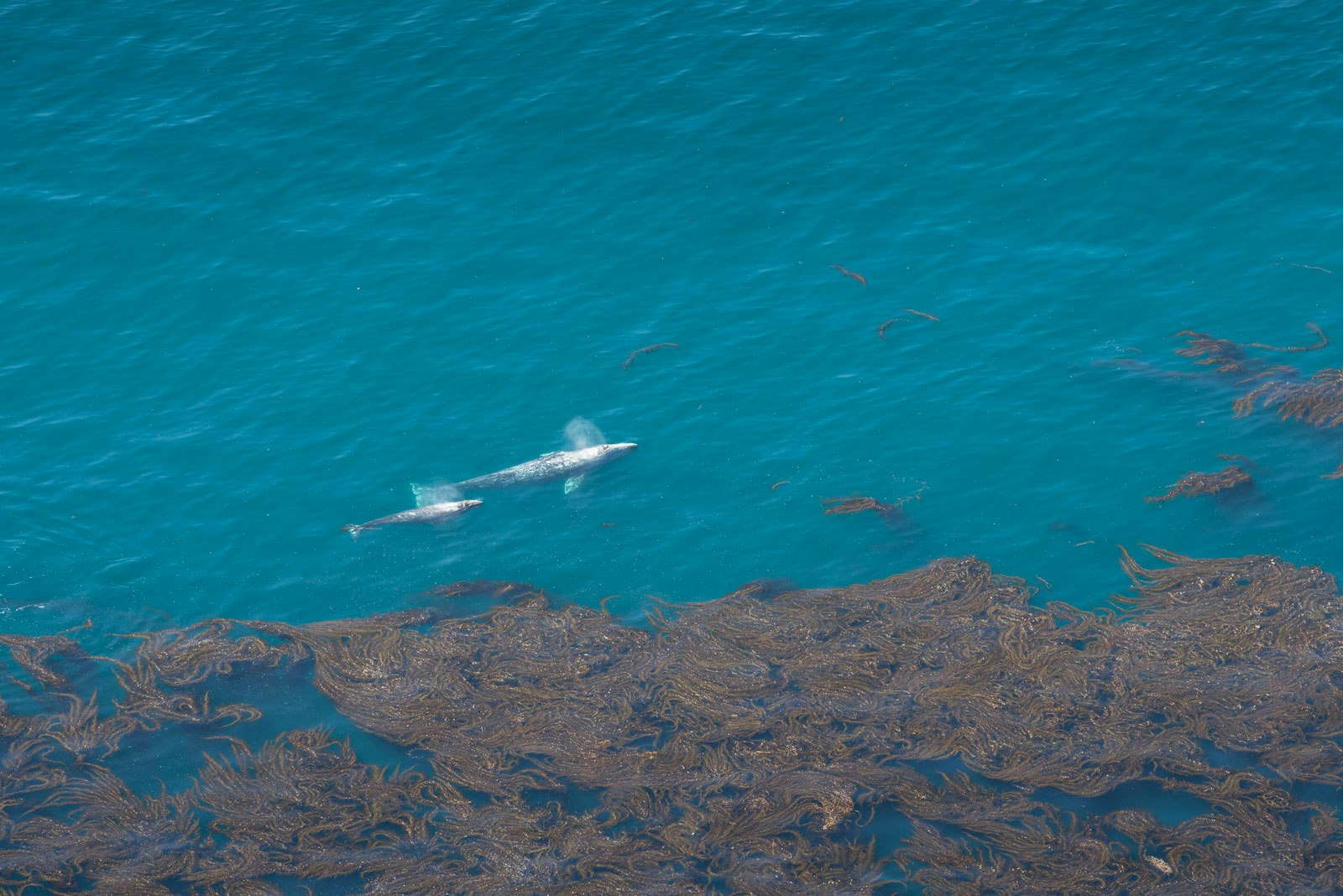 A mother whale and her calf swim in the kelp off the coast of Big Sur