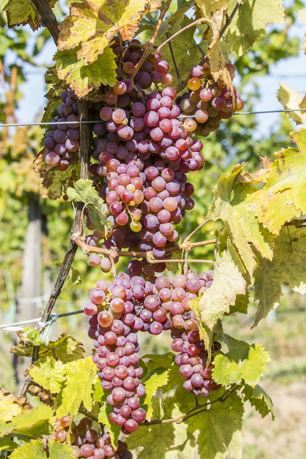 Red grapes waiting to be picked at a winery