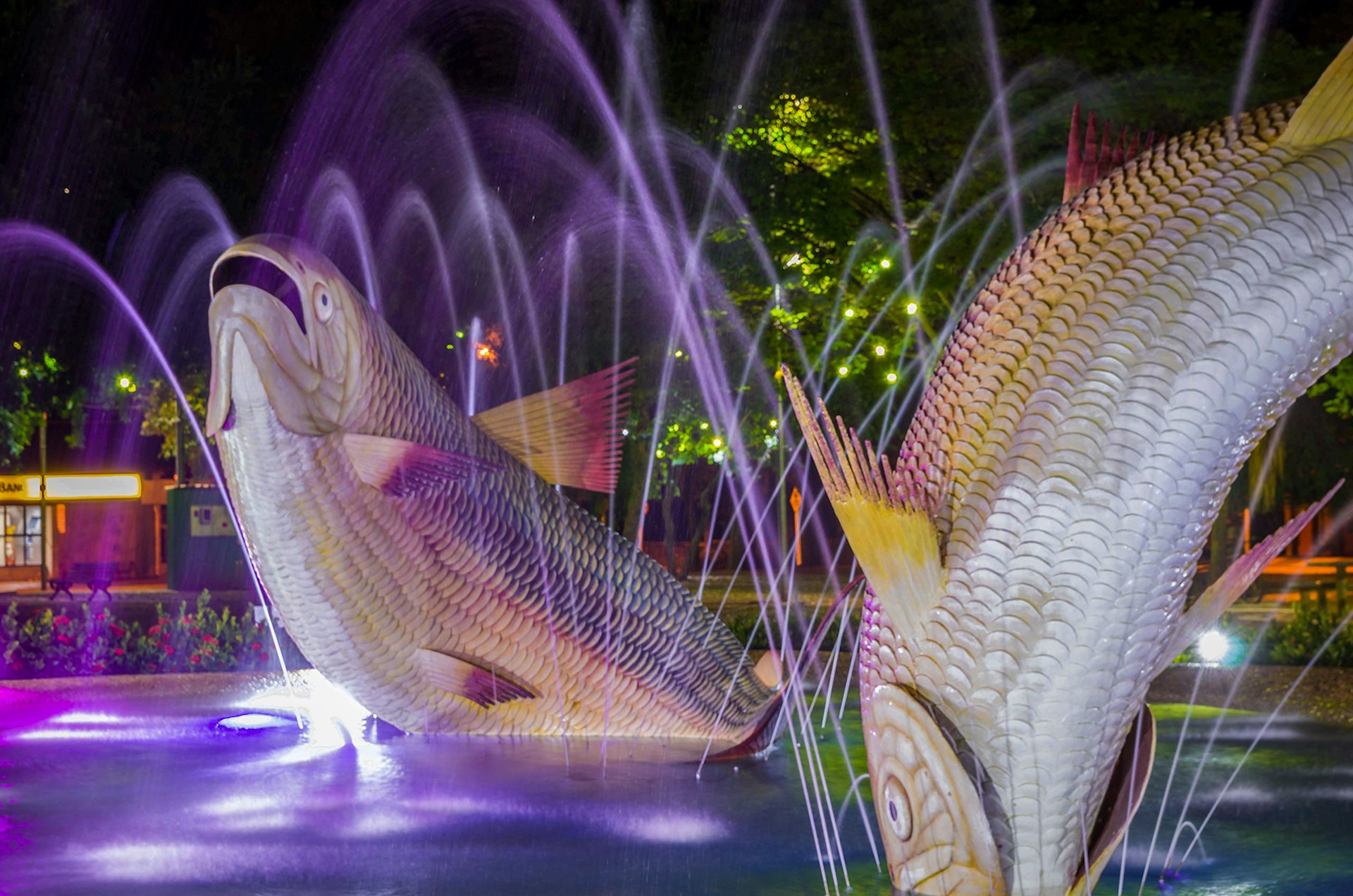 A close photo of two large fish statues in a fountain at night