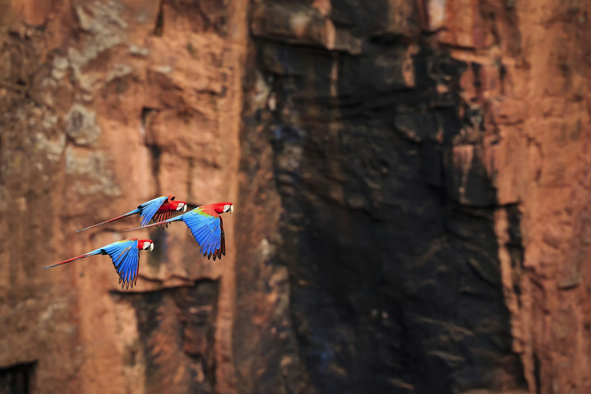Three scarlet macaws fly against a background of red-toned stone
