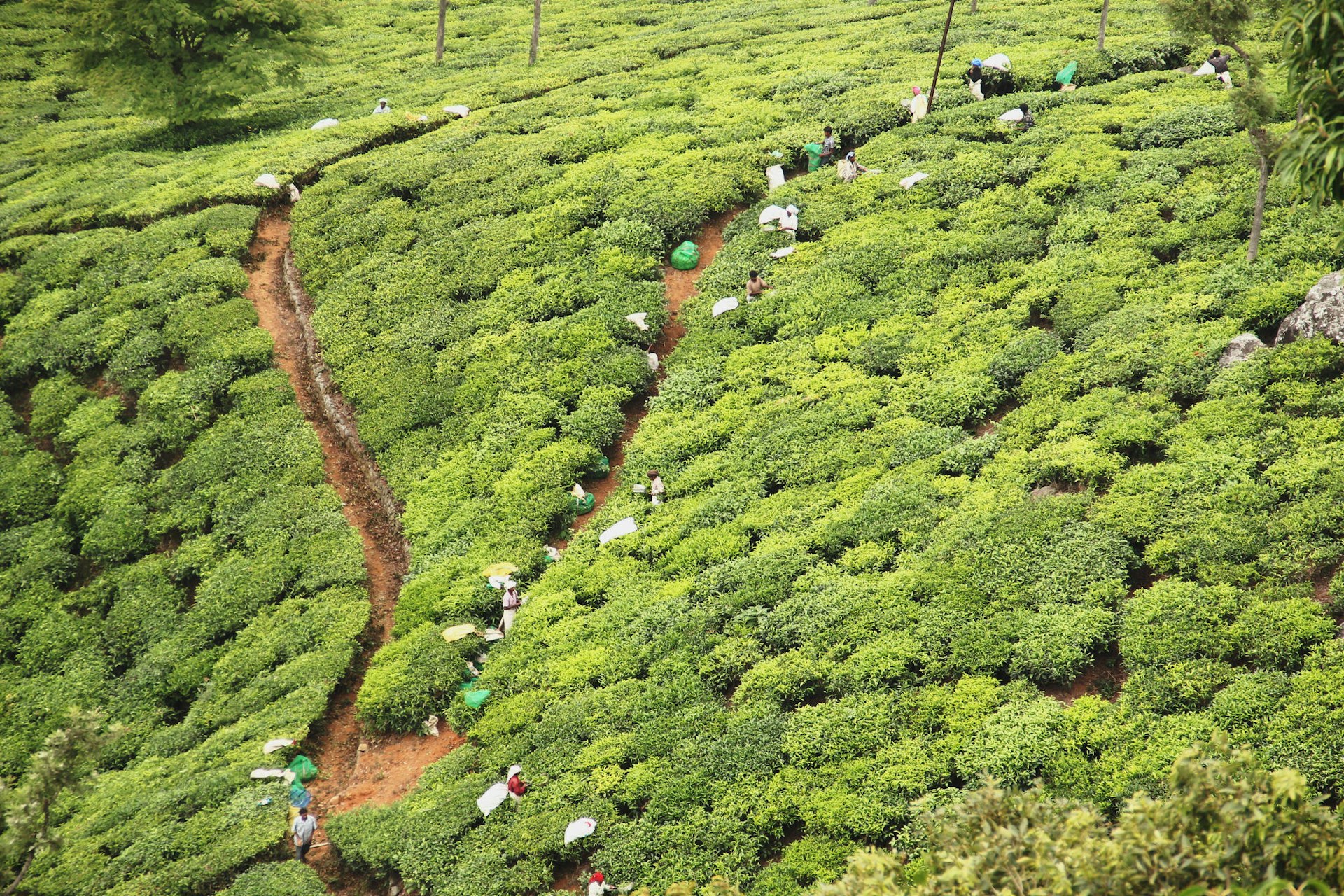Tea plantation in the hills above Coonoor © Supriya Sehgal / Lonely Planet