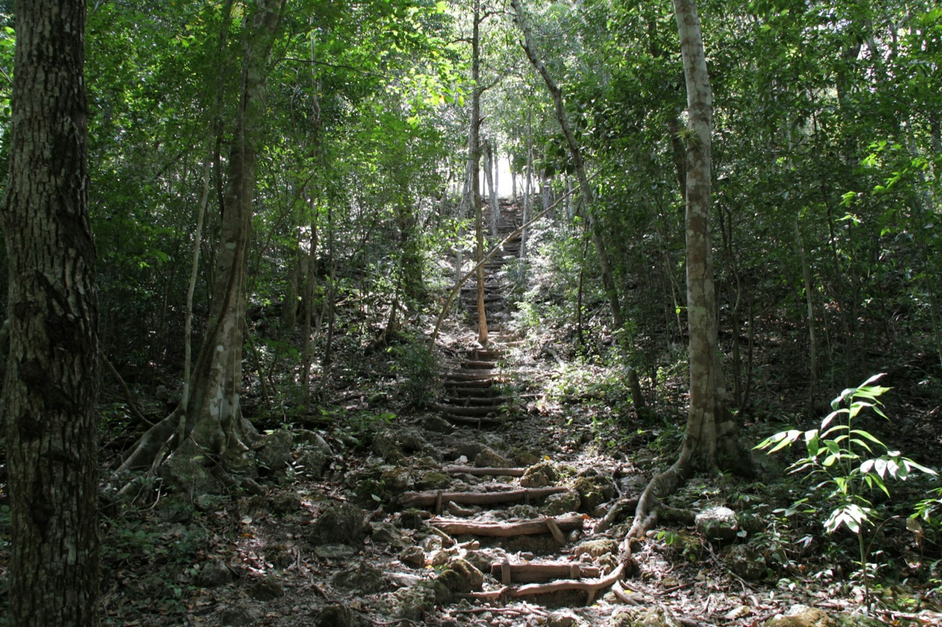 Wooden steps lead up to El Mirador's pyramids © Ray Bartlett / Lonely Planet 