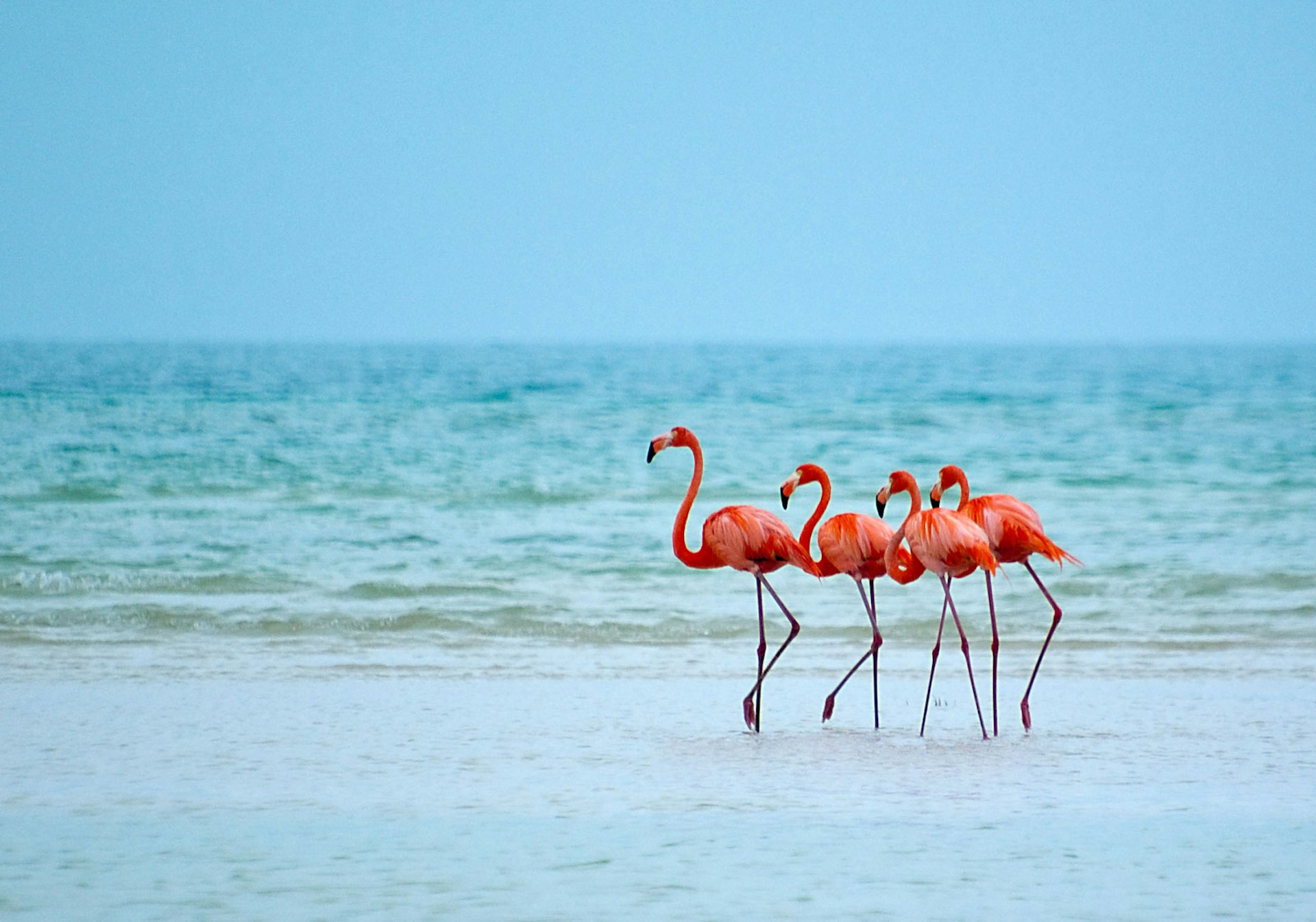 Four pink flamingos walk through the shallow water with ocean behind them