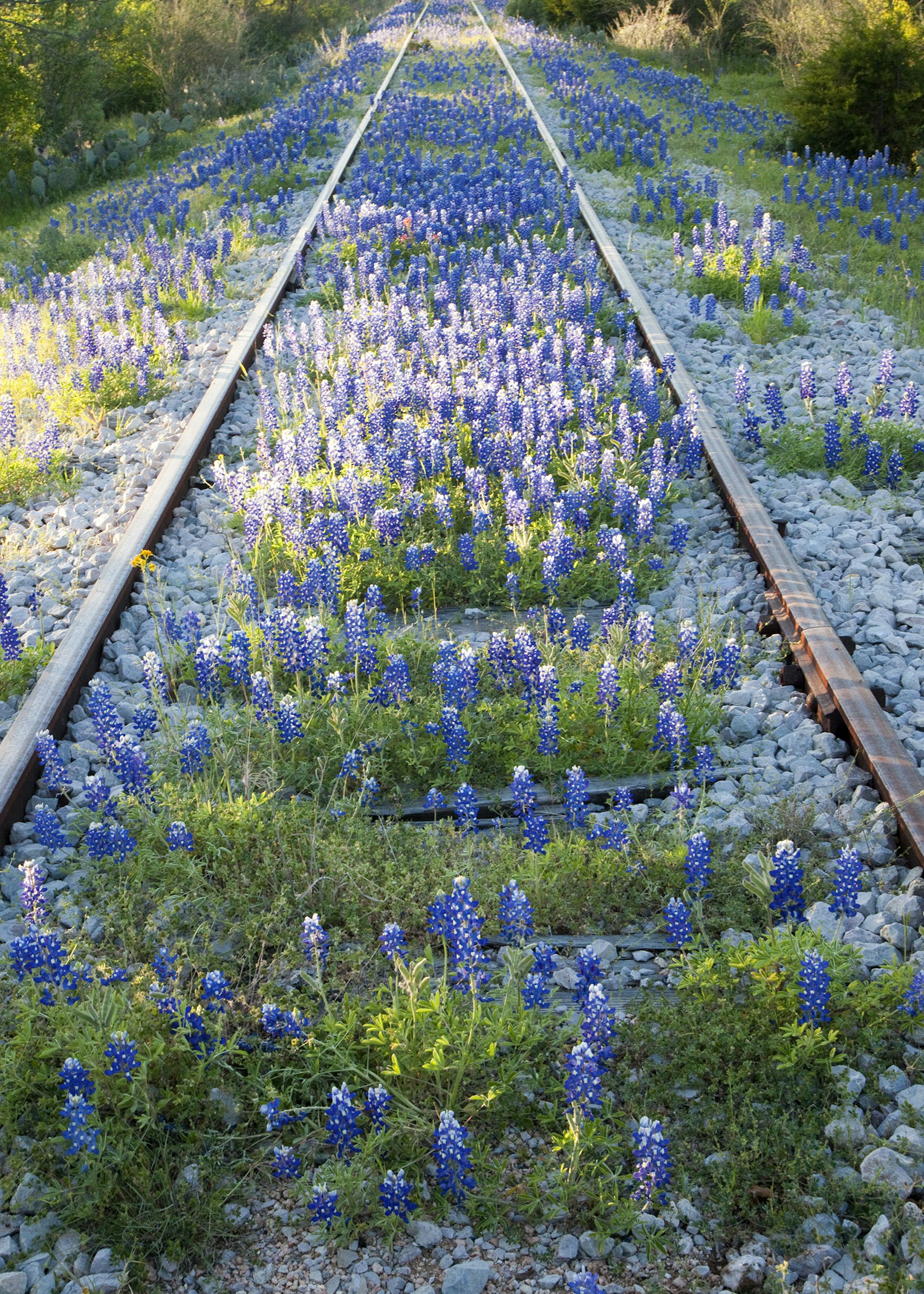 Bluebonnets growing along a disused railroad, Texas