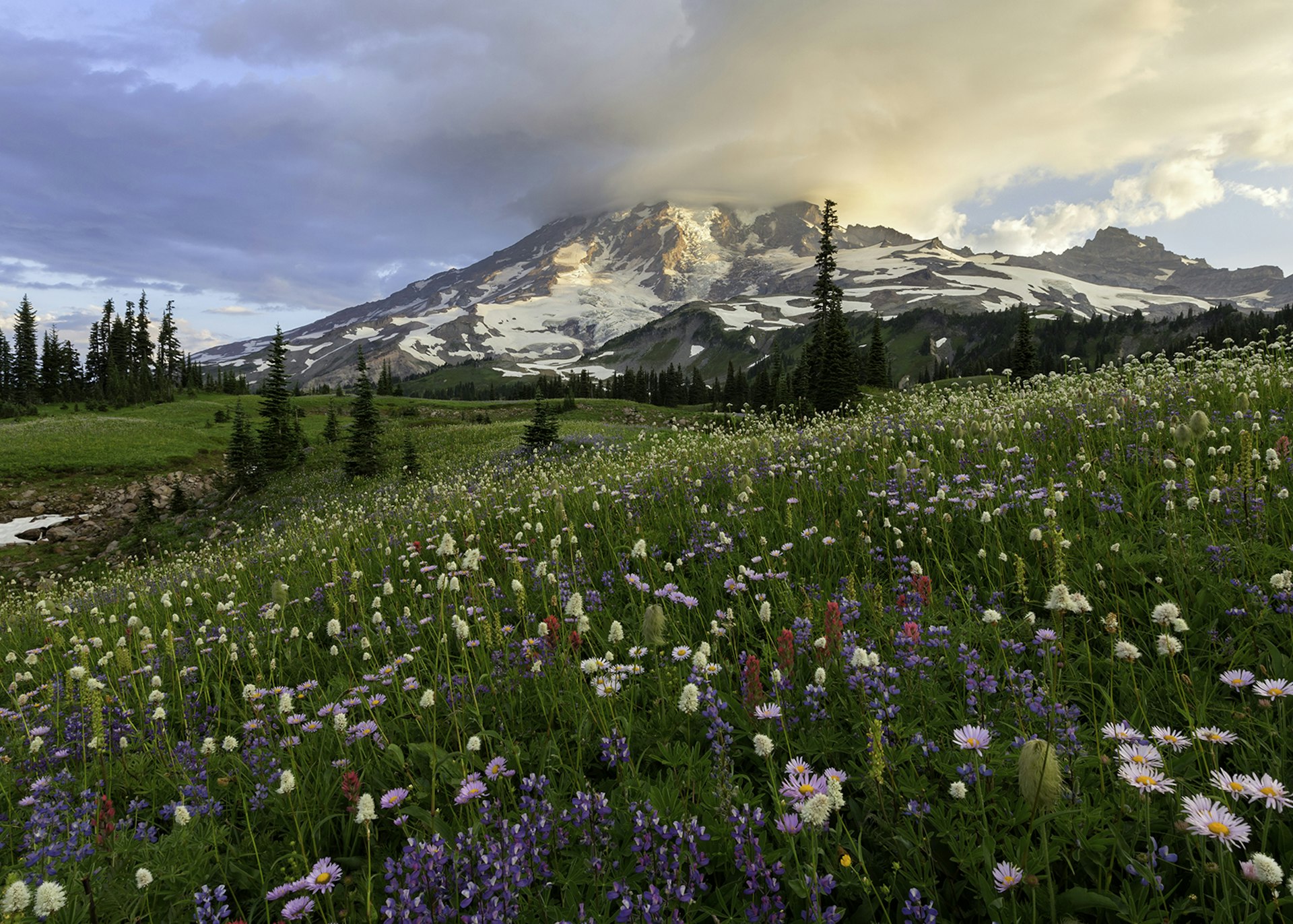 Field of wildflowers with Mt Rainer in background