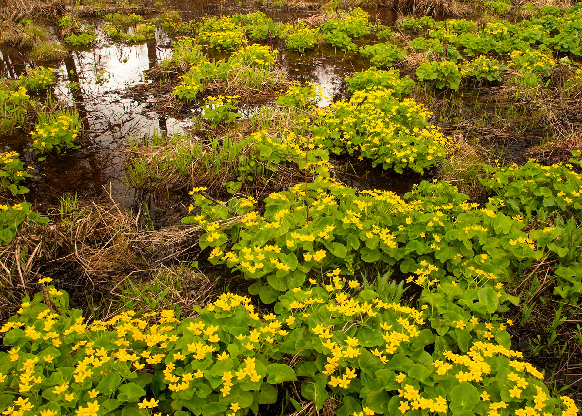 The marsh marigolds of Cranberry Glades