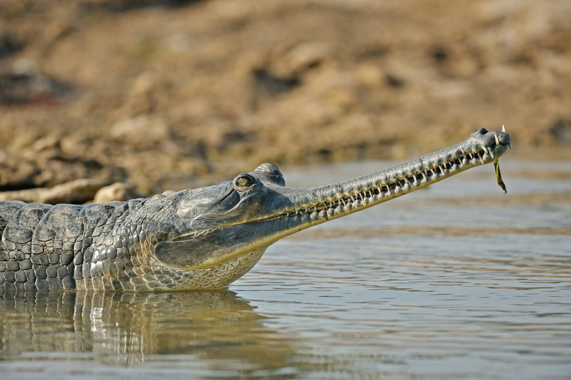 A gharial basks on the banks of the Chambal river © Arsgera / Getty Images