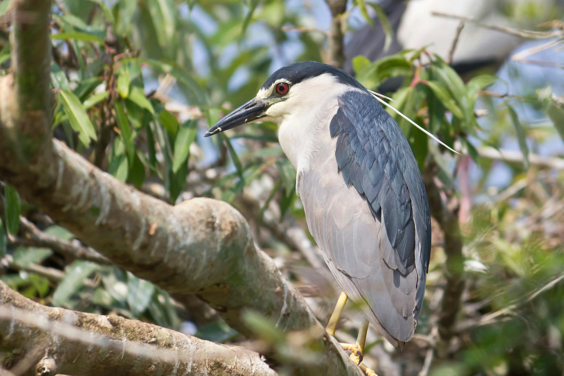 A night heron keeps watch from the banks of the Cauvery River © vbel71 / Getty Images