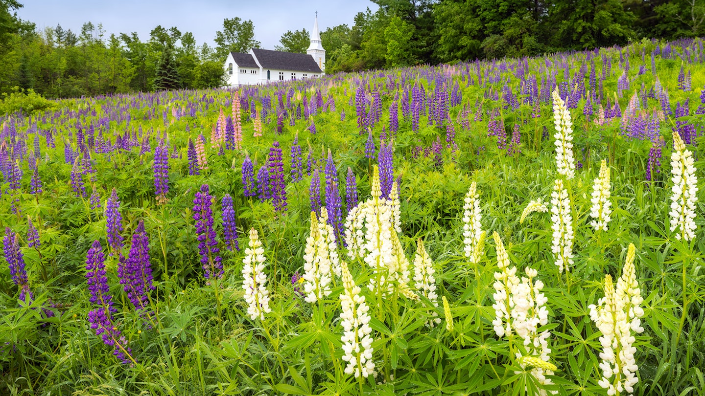A field of lupines in New Hampshire’s White Mountains